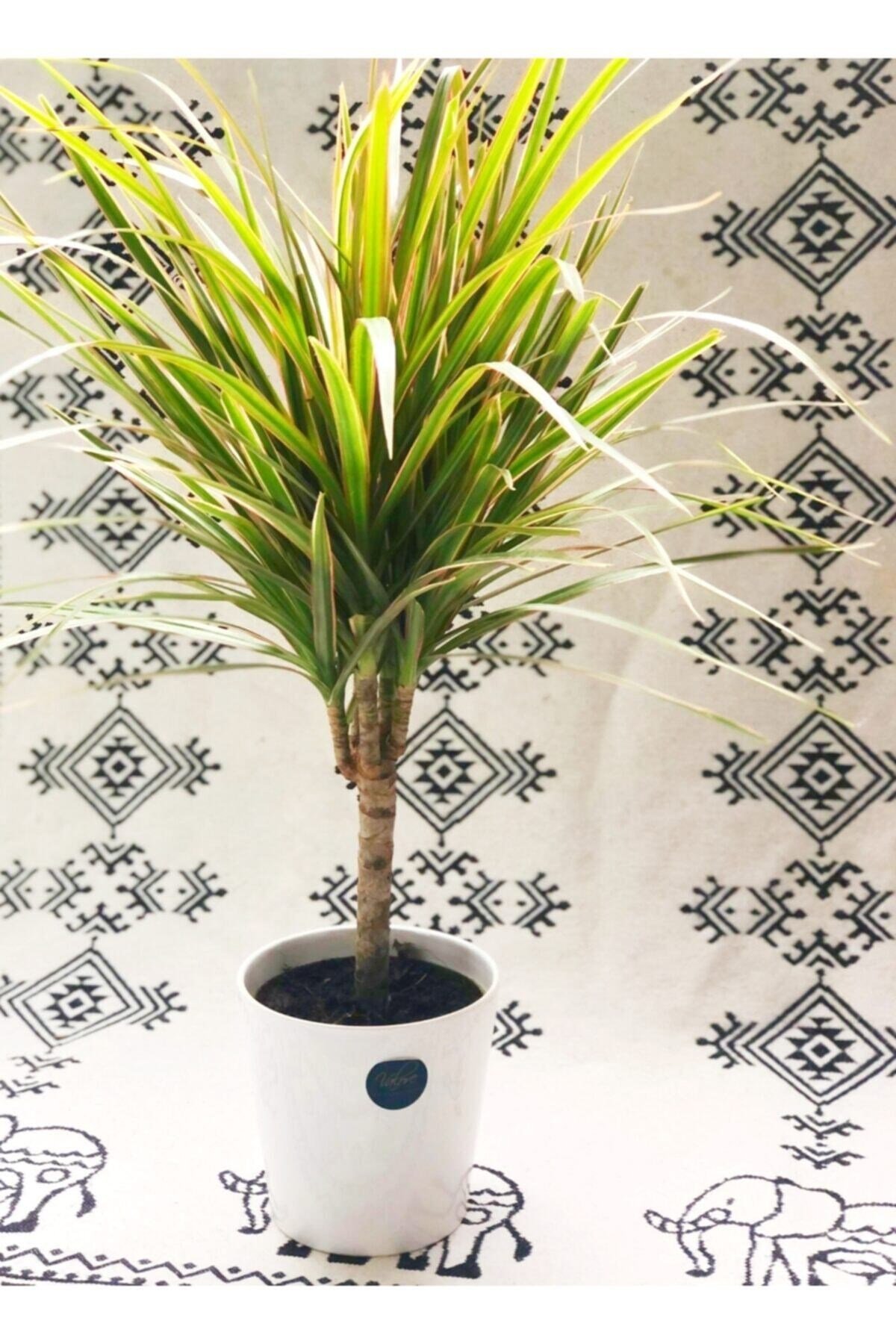 Dracaena Marginata Bicolor