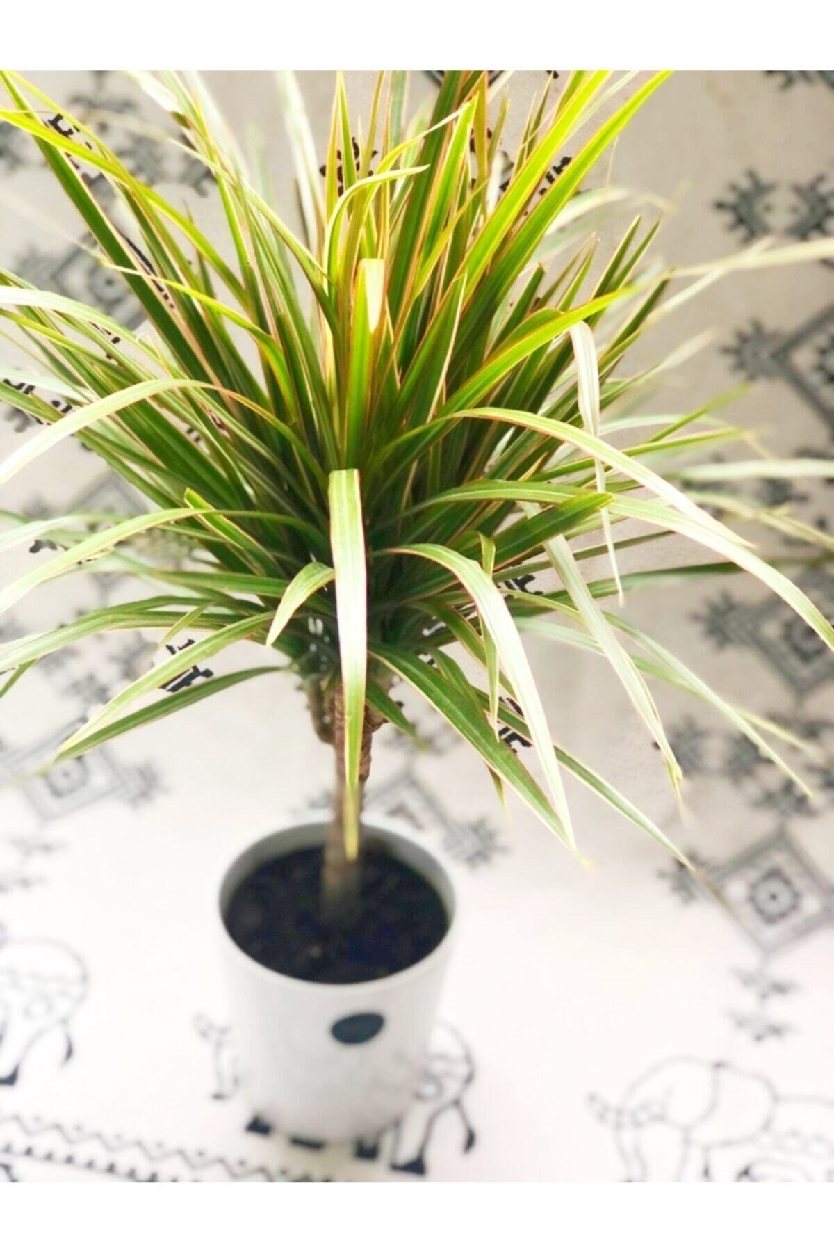 Dracaena Marginata Bicolor