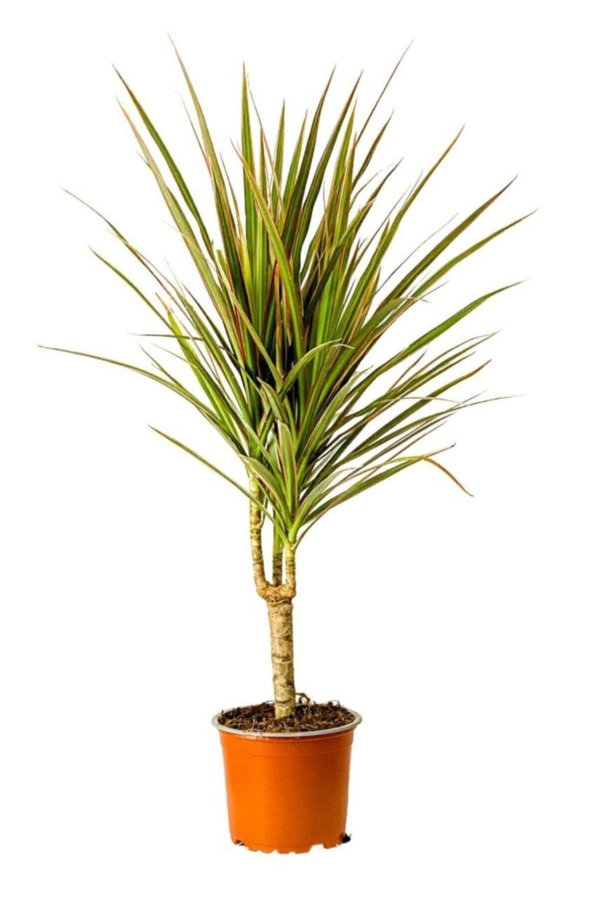 Dracaena Marginata Bicolor-tek Gövdeli 40-60 Cm