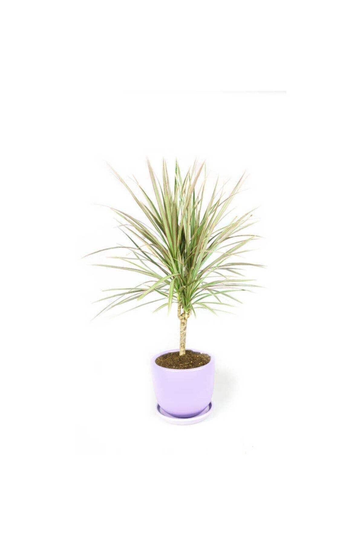 Dracaena Margınata Bıcolor Terracota Saksılı