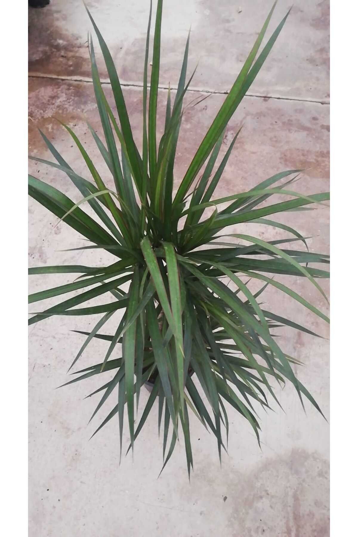 Dracaena Marginata Bitkisi 2 Köklü 100-110 cm Ev,Ofis,Saln Bitkisi