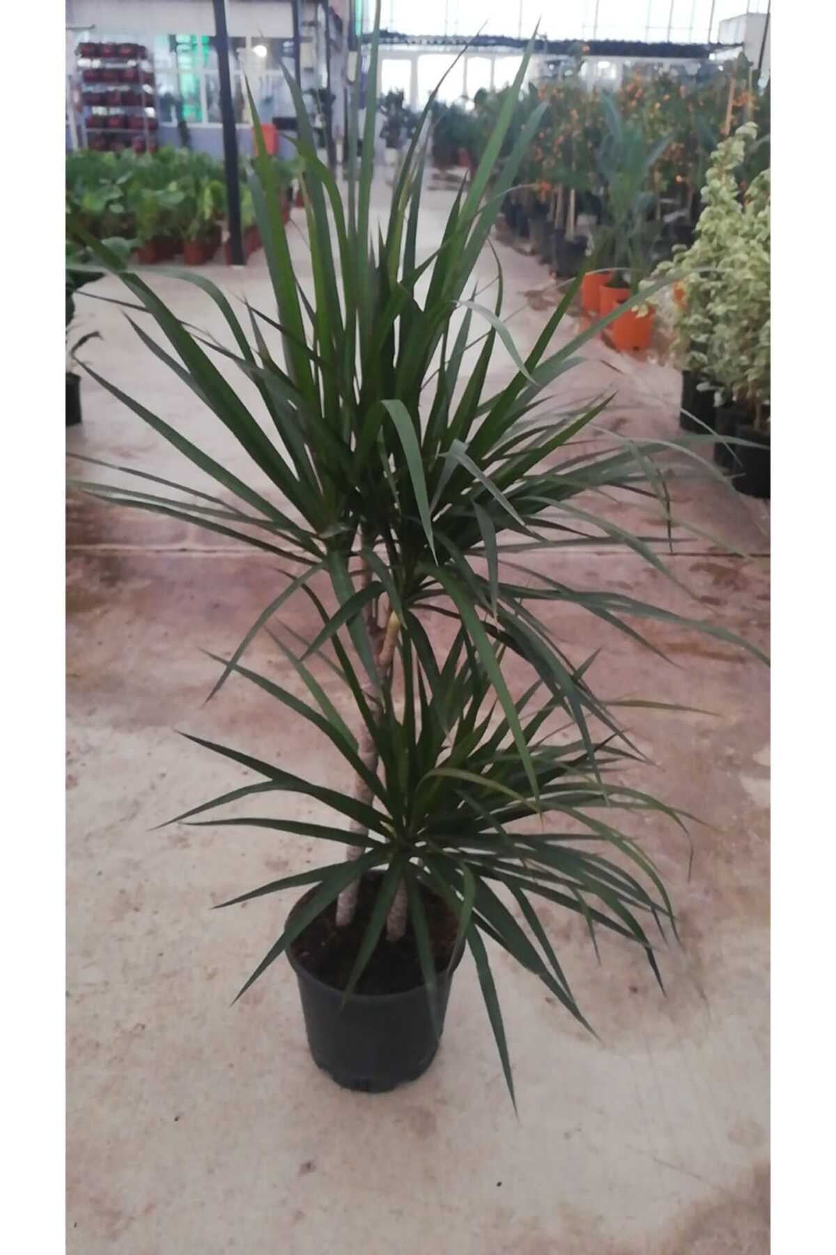 Dracaena Marginata Bitkisi 2 Köklü 100-110 cm Ev,Ofis,Saln Bitkisi