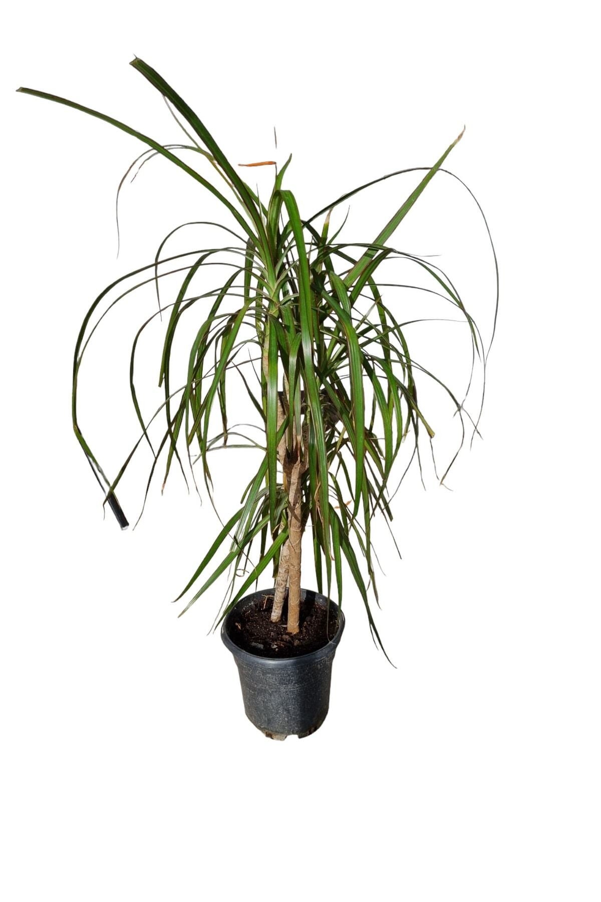 Dracaena Marginata Bitkisi 2 Köklü