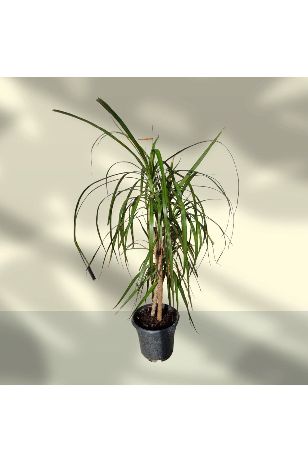 Dracaena Marginata Bitkisi 2 Köklü
