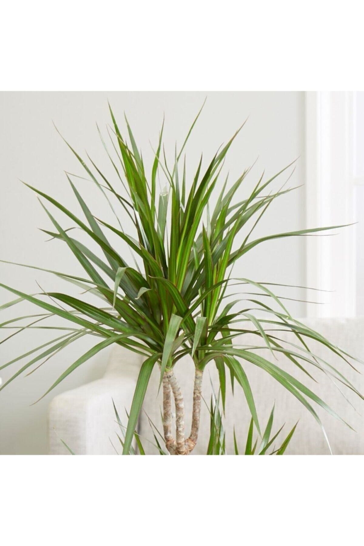 Dracaena Marginata Bitkisi 2li