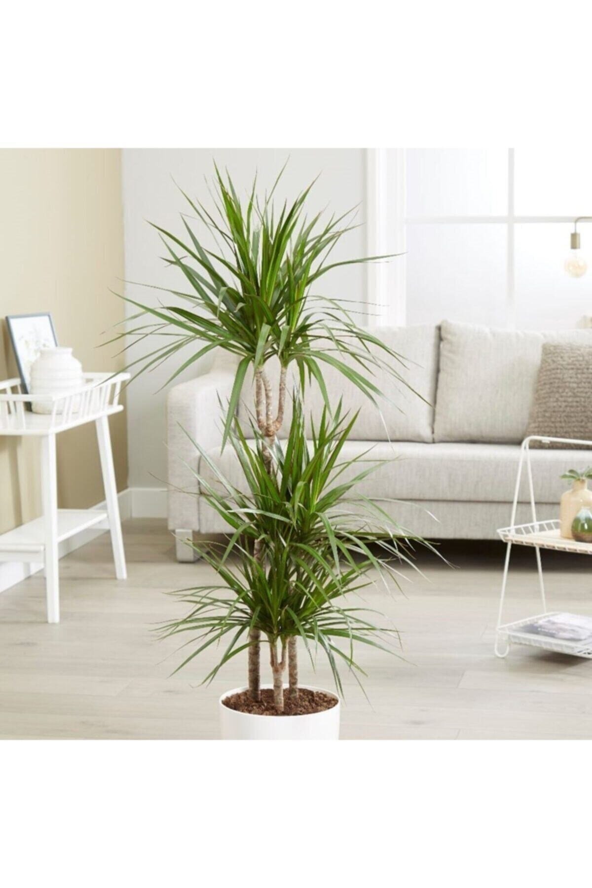 Dracaena Marginata Bitkisi 2li