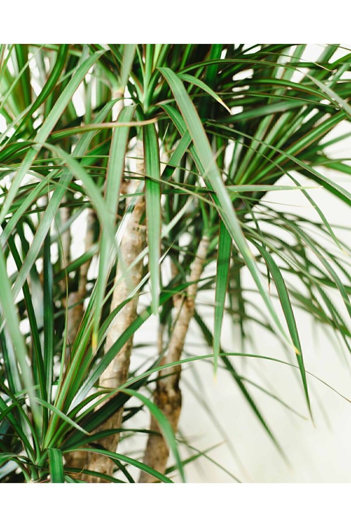 Dracaena Marginata Büyük Boy - Madagaskar Dragon Ağacı Üç Gövdeli Canlı Salon Bitkisi 130 - 150 Cm