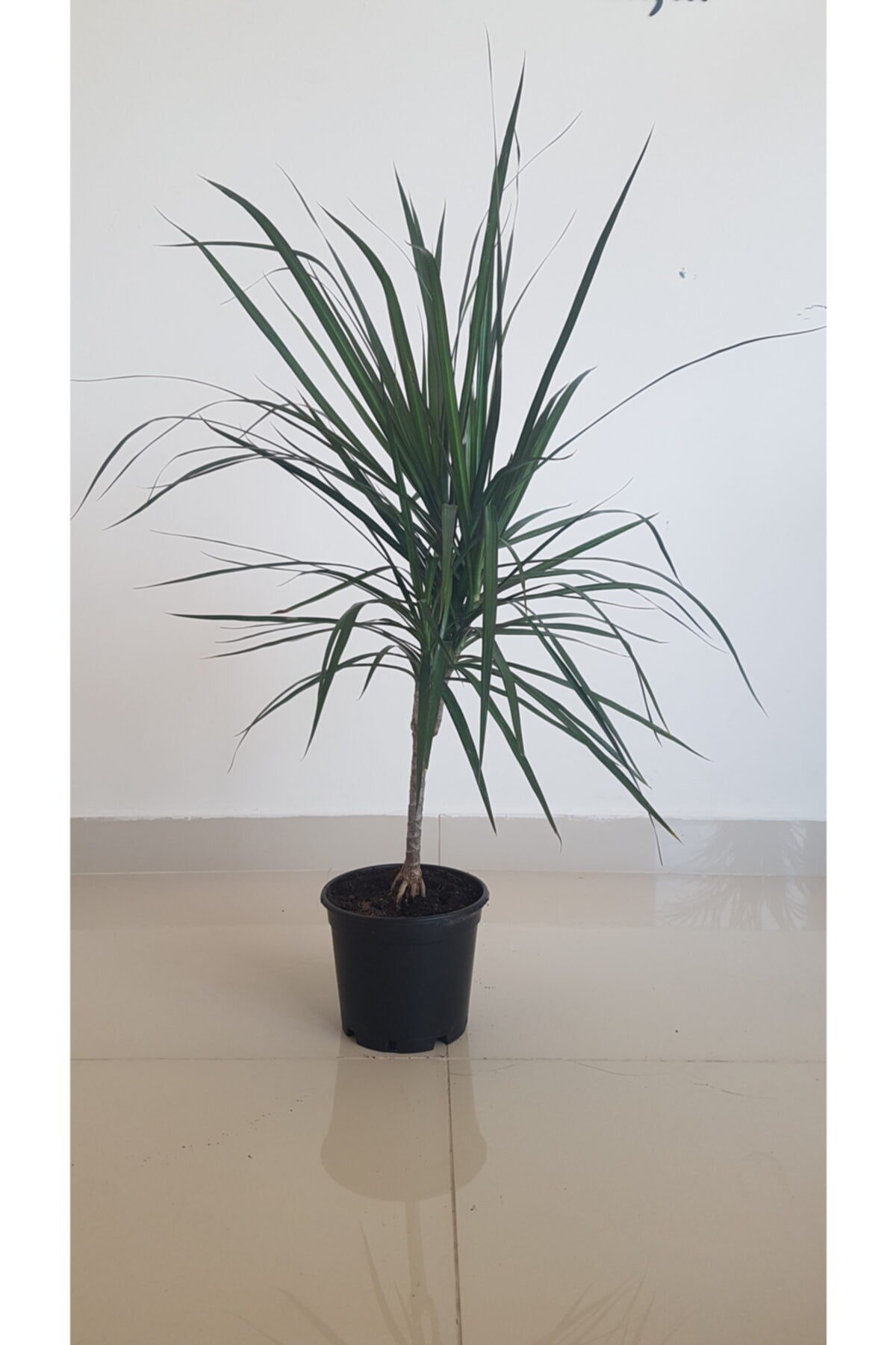 Dracaena Marginata Canlı Çiçek
