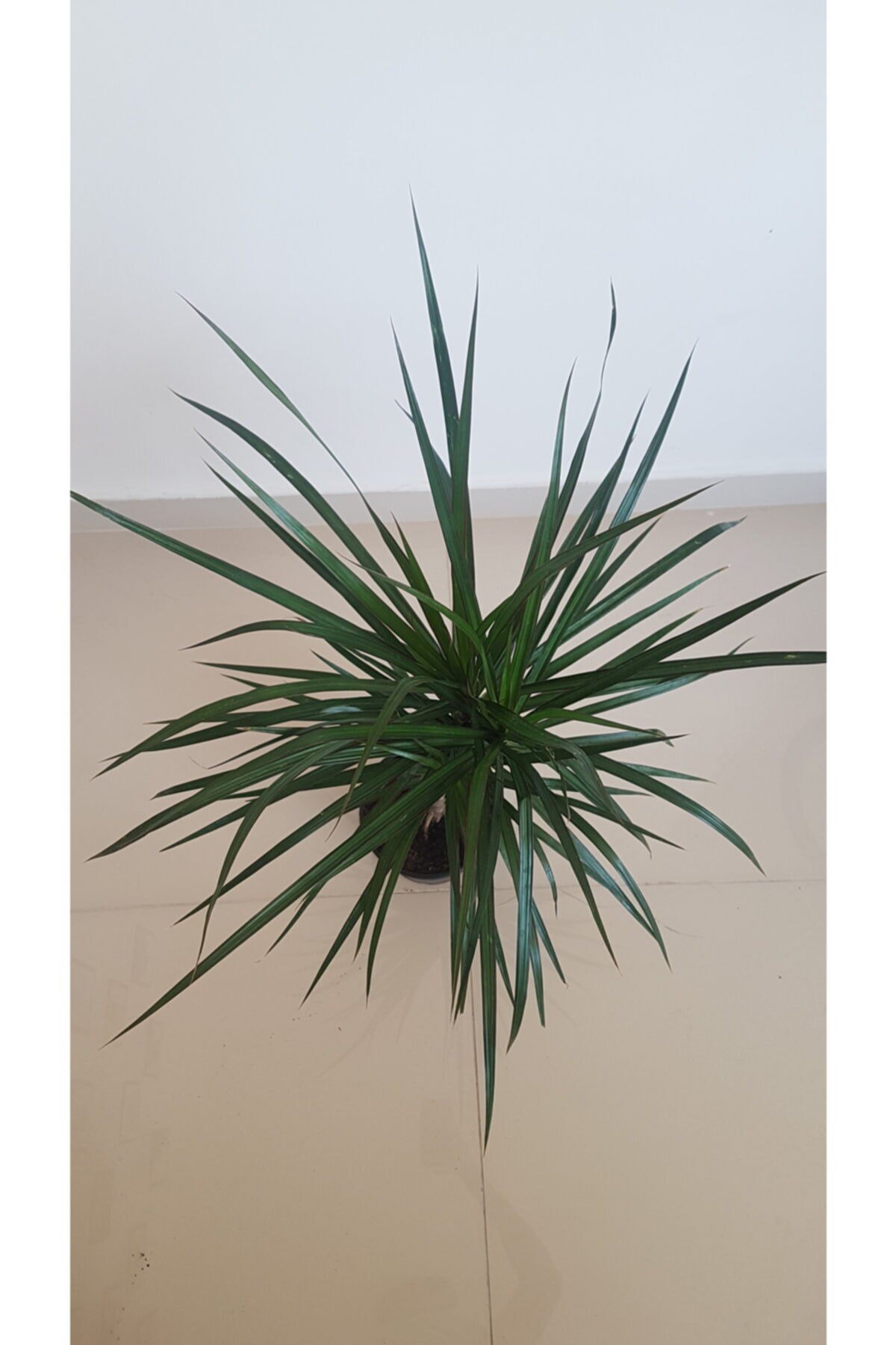 Dracaena Marginata Canlı Çiçek