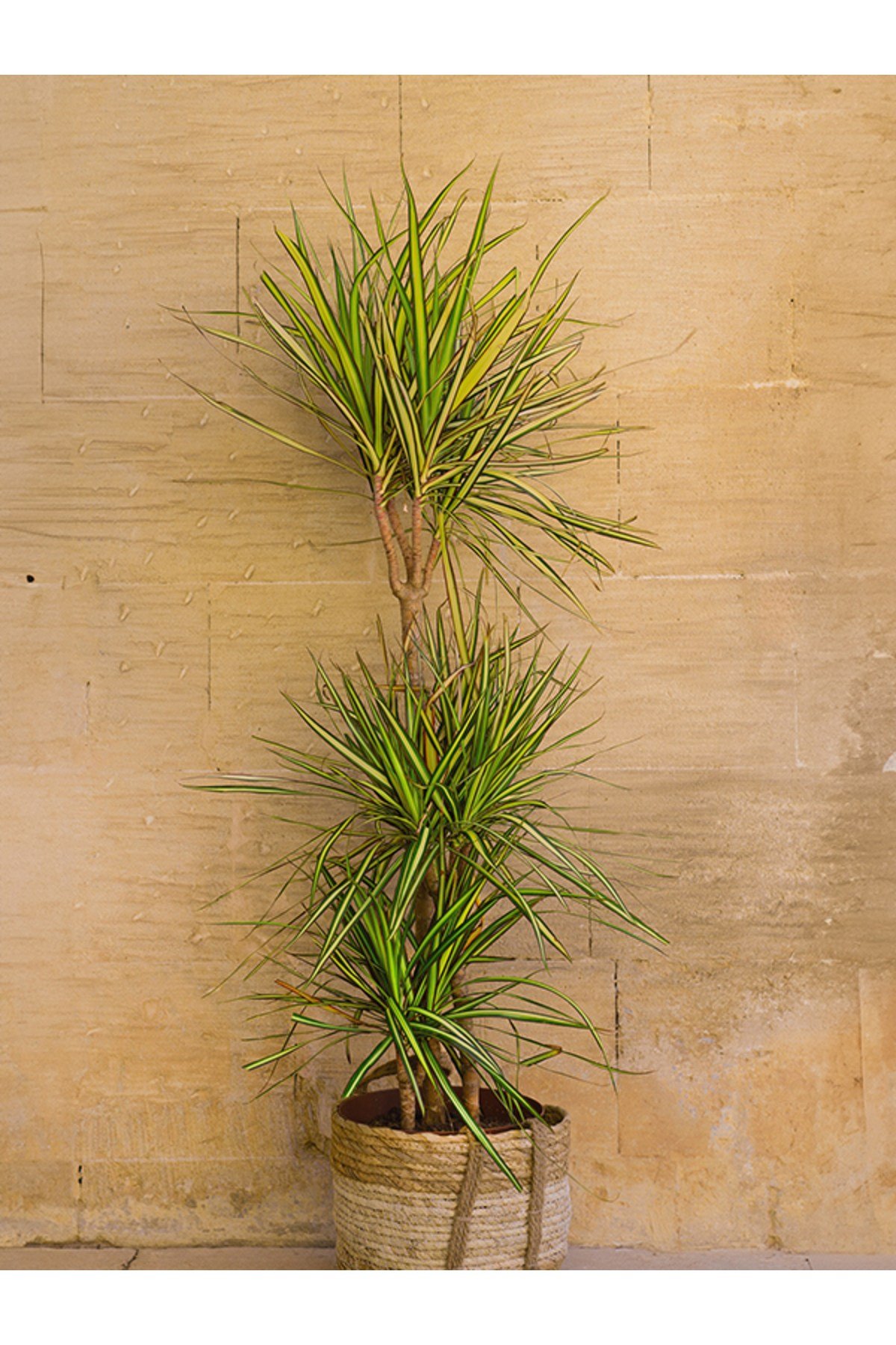 Dracaena Marginata Çift Gövde 90 - 110 cm Canlı Ev Bitkisi Ofis Bitkisi Salon Bitkisi İç Mekan