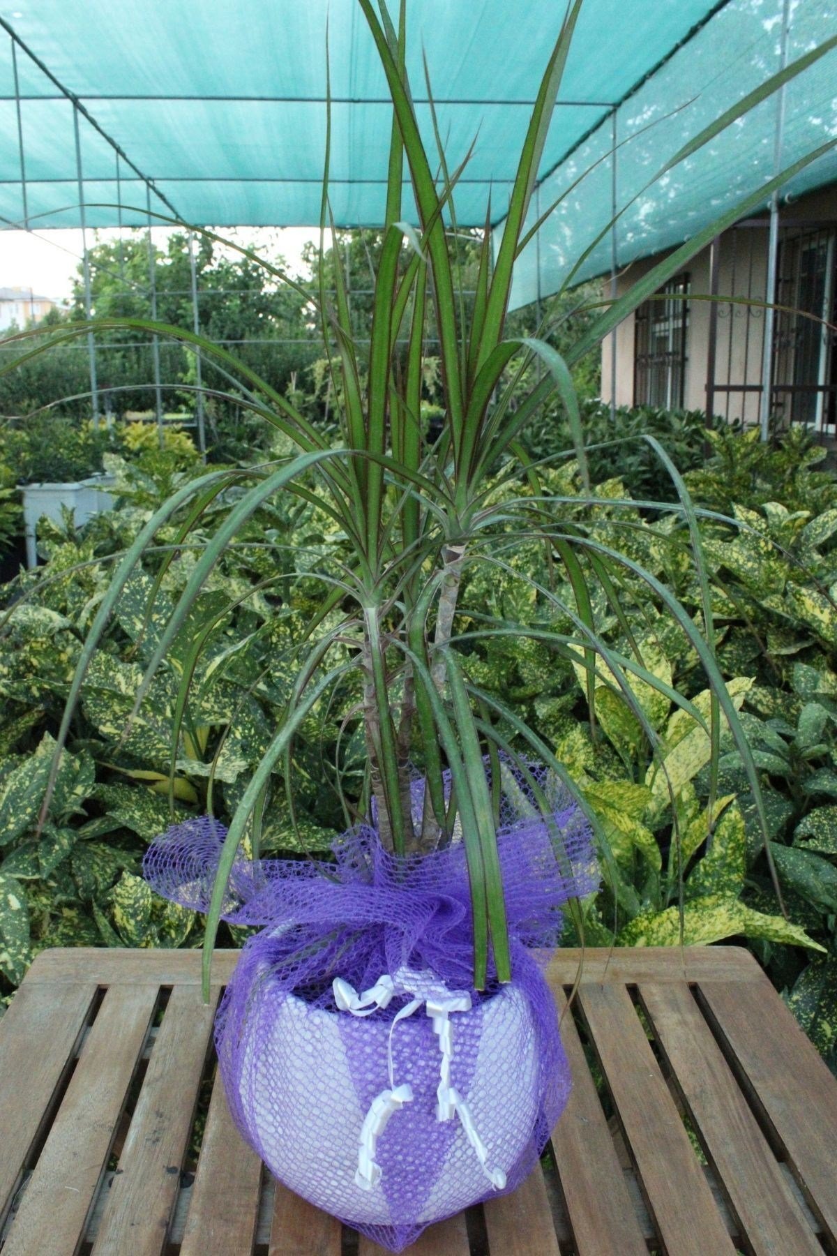 Dracaena Marginata - Dekoratif Saksılı Madagaskar Dragon Ağacı Canlı Salon Bitkisi - 50-60 cm