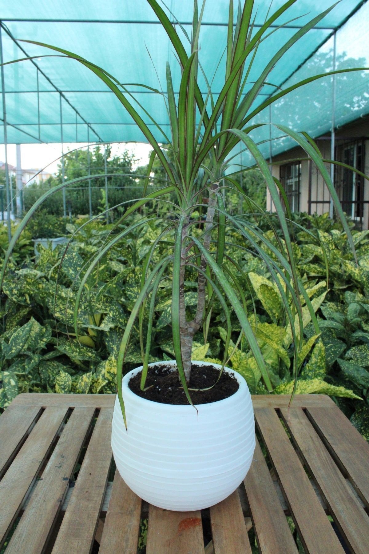 Dracaena Marginata - Dekoratif Saksılı Madagaskar Dragon Ağacı Canlı Salon Bitkisi - 50-60 cm