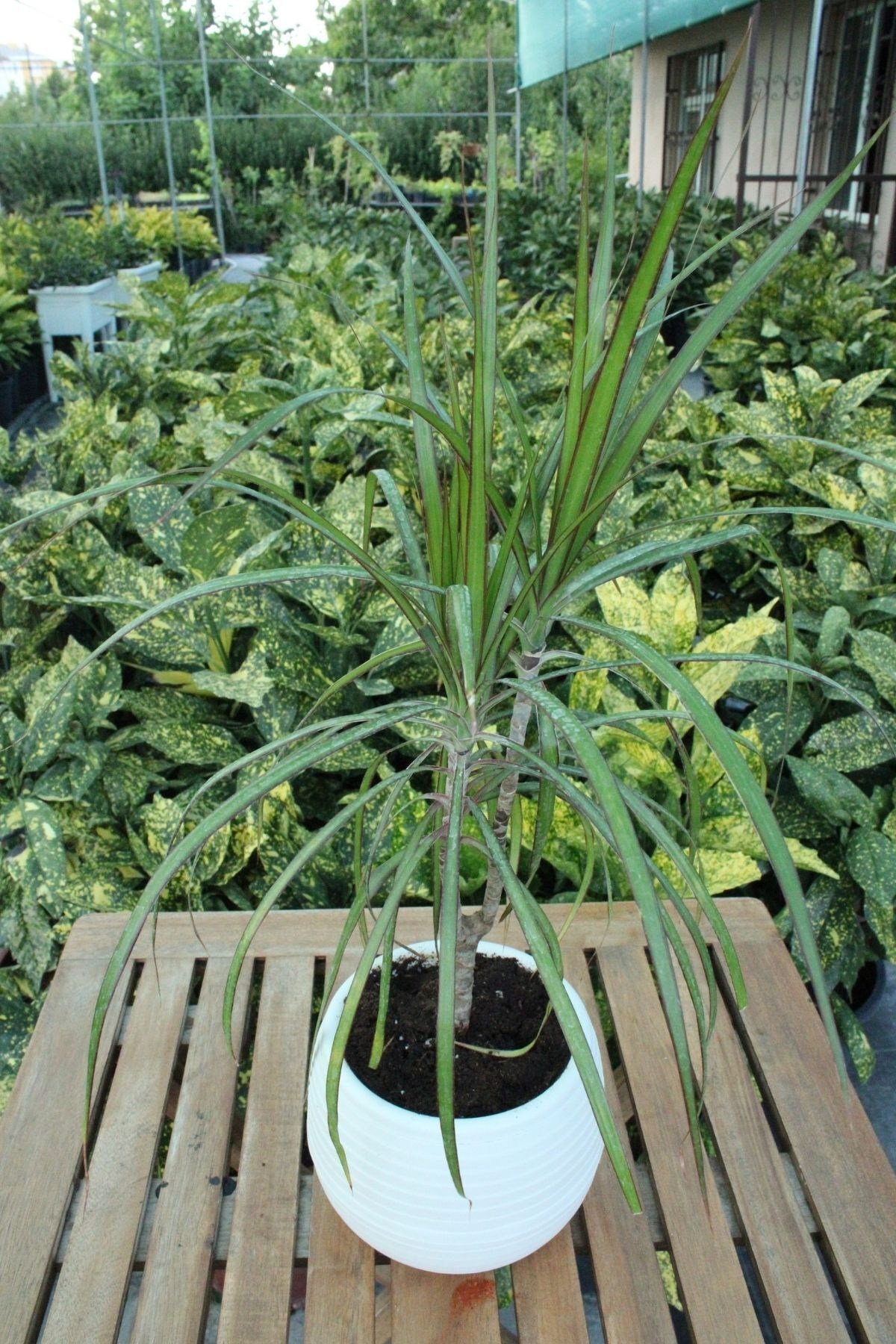 Dracaena Marginata - Dekoratif Saksılı Madagaskar Dragon Ağacı Canlı Salon Bitkisi - 50-60 cm