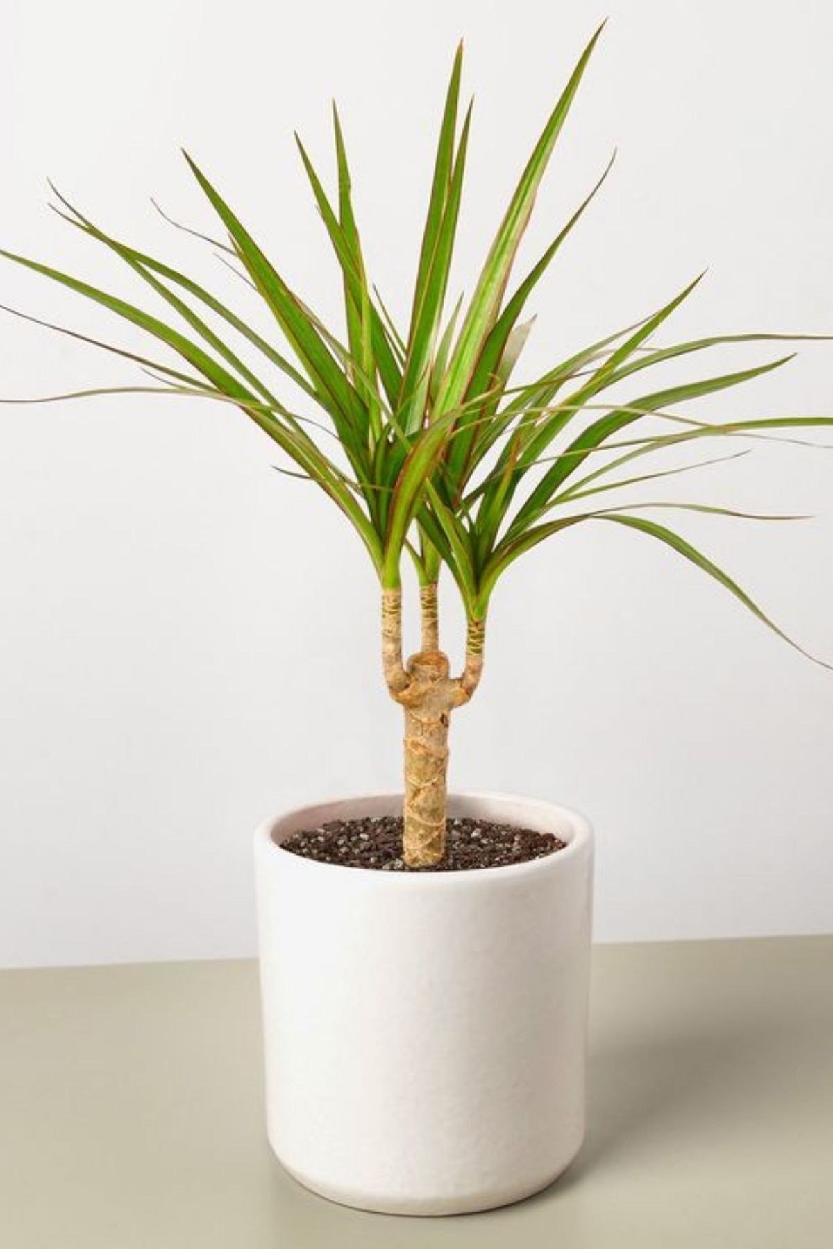 Dracaena Marginata - Dekoratif Saksılı Madagaskar Dragon Ağacı Canlı Salon Bitkisi - 50-60 cm