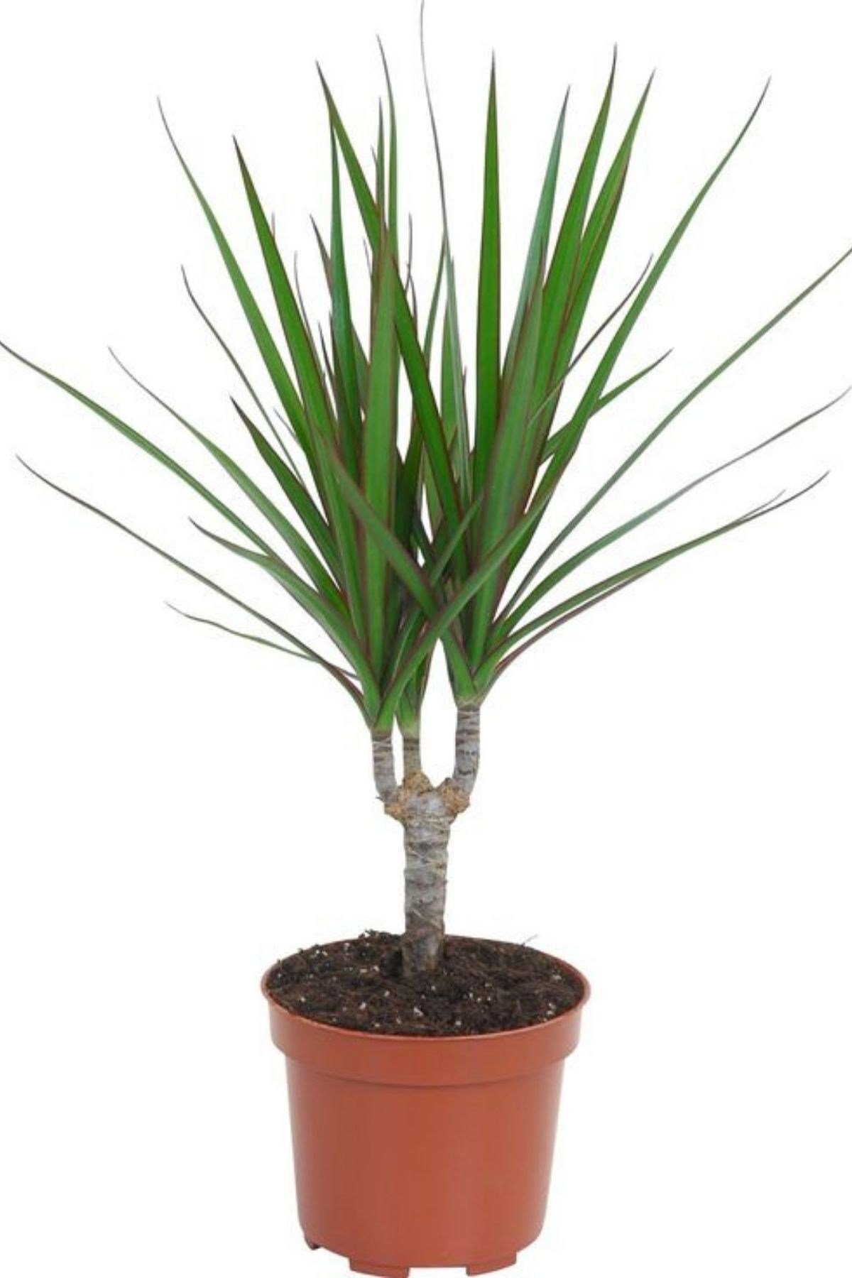Dracaena Marginata - Dekoratif Saksılı Madagaskar Dragon Ağacı Canlı Salon Bitkisi - 50-60 cm