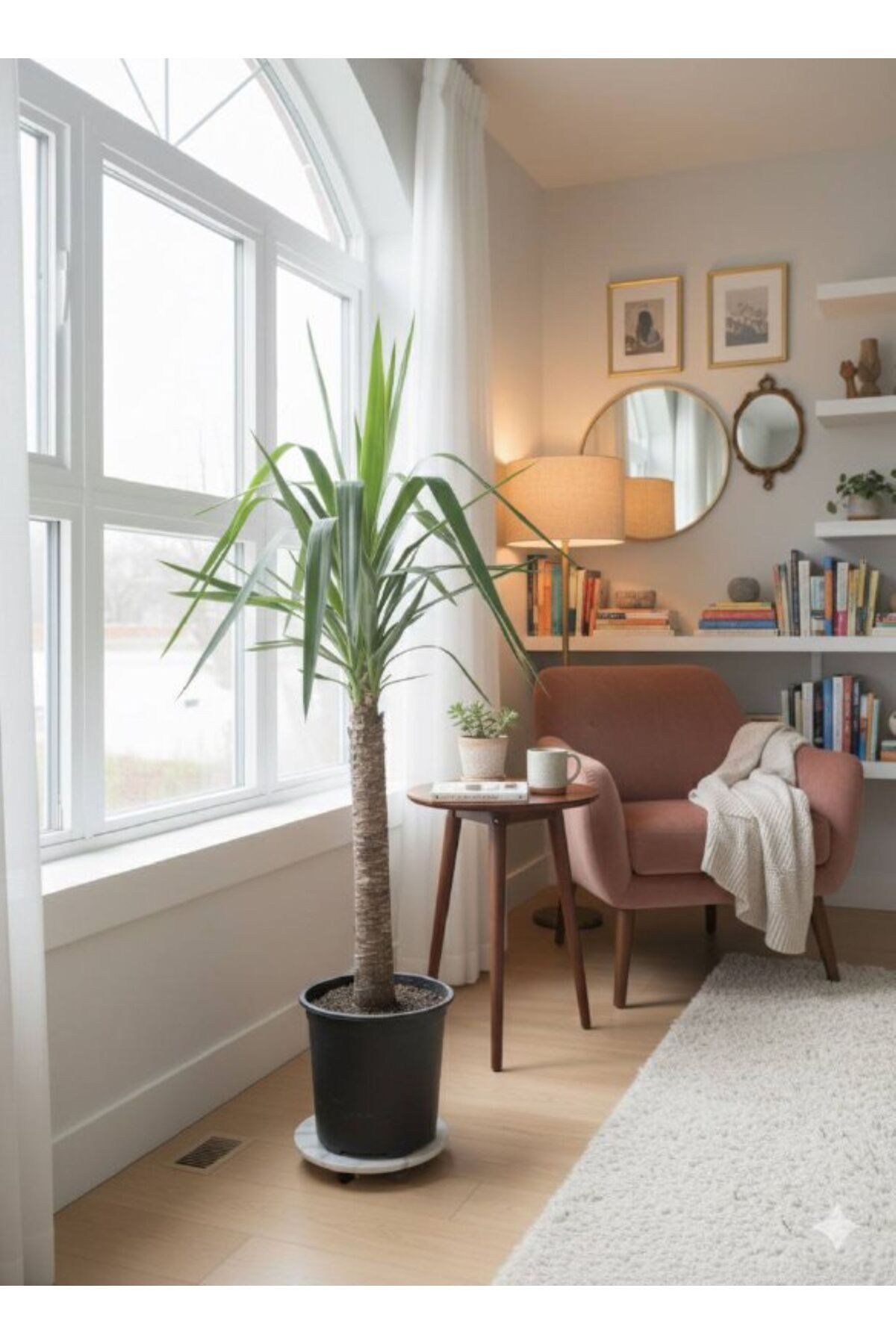 Dracaena Marginata Ejder Ağacı - Madagaskar Dragon Ağacı Tek Gövde 110 cm