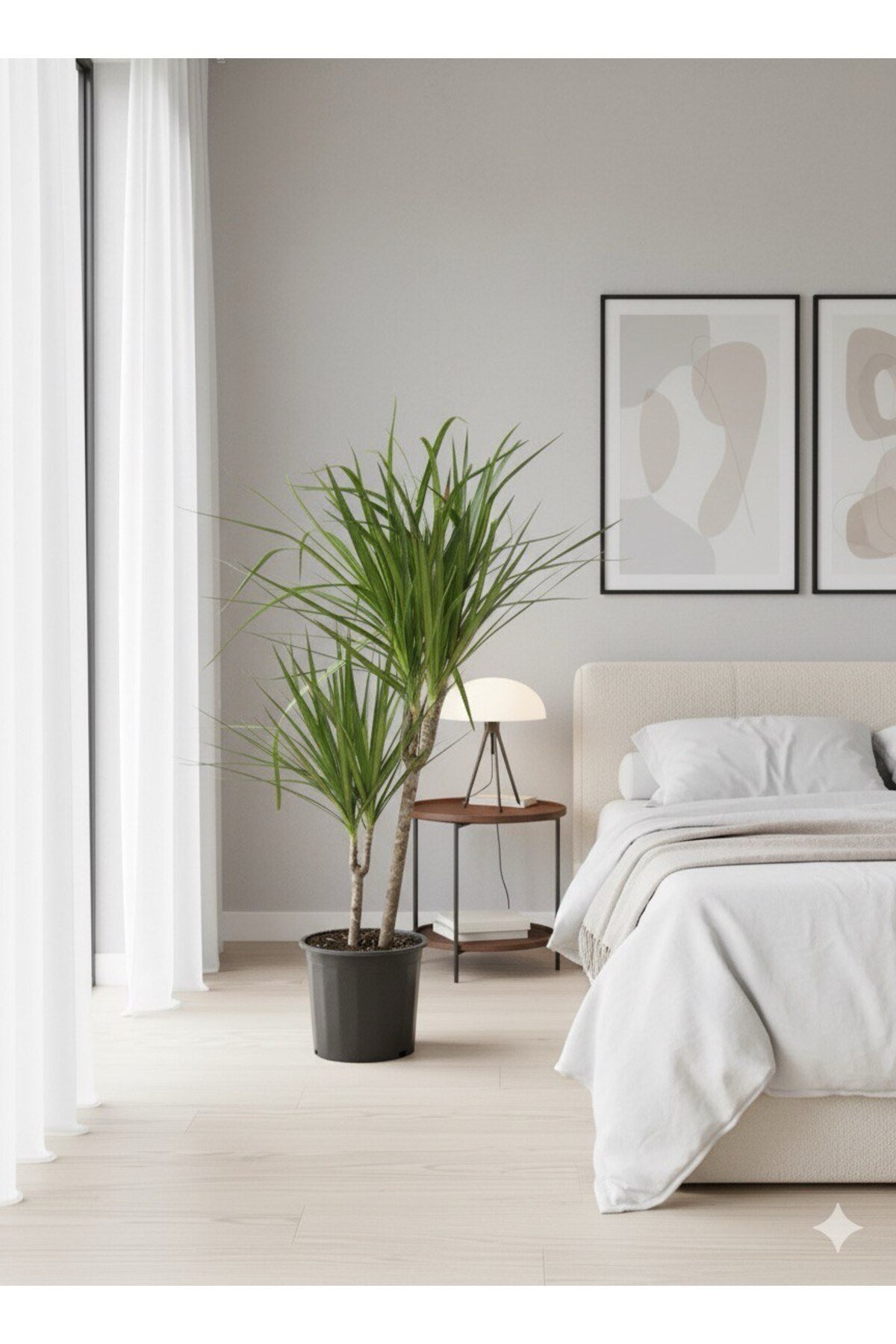 Dracaena Marginata Ejder Ağacı - Madagaskar Dragon Ağacı Çift Gövde 110 cm