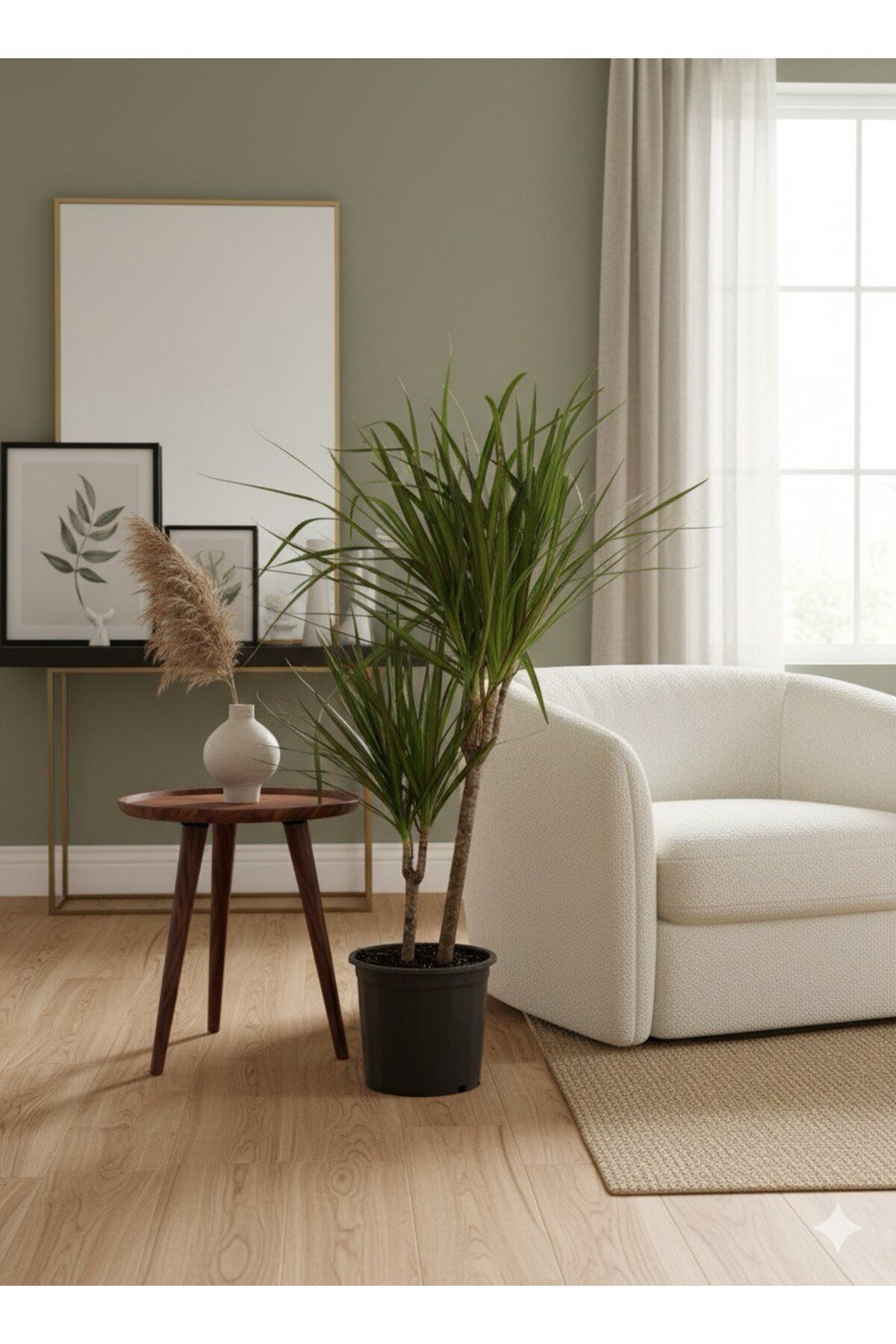 Dracaena Marginata Ejder Ağacı - Madagaskar Dragon Ağacı Çift Gövde 110 cm