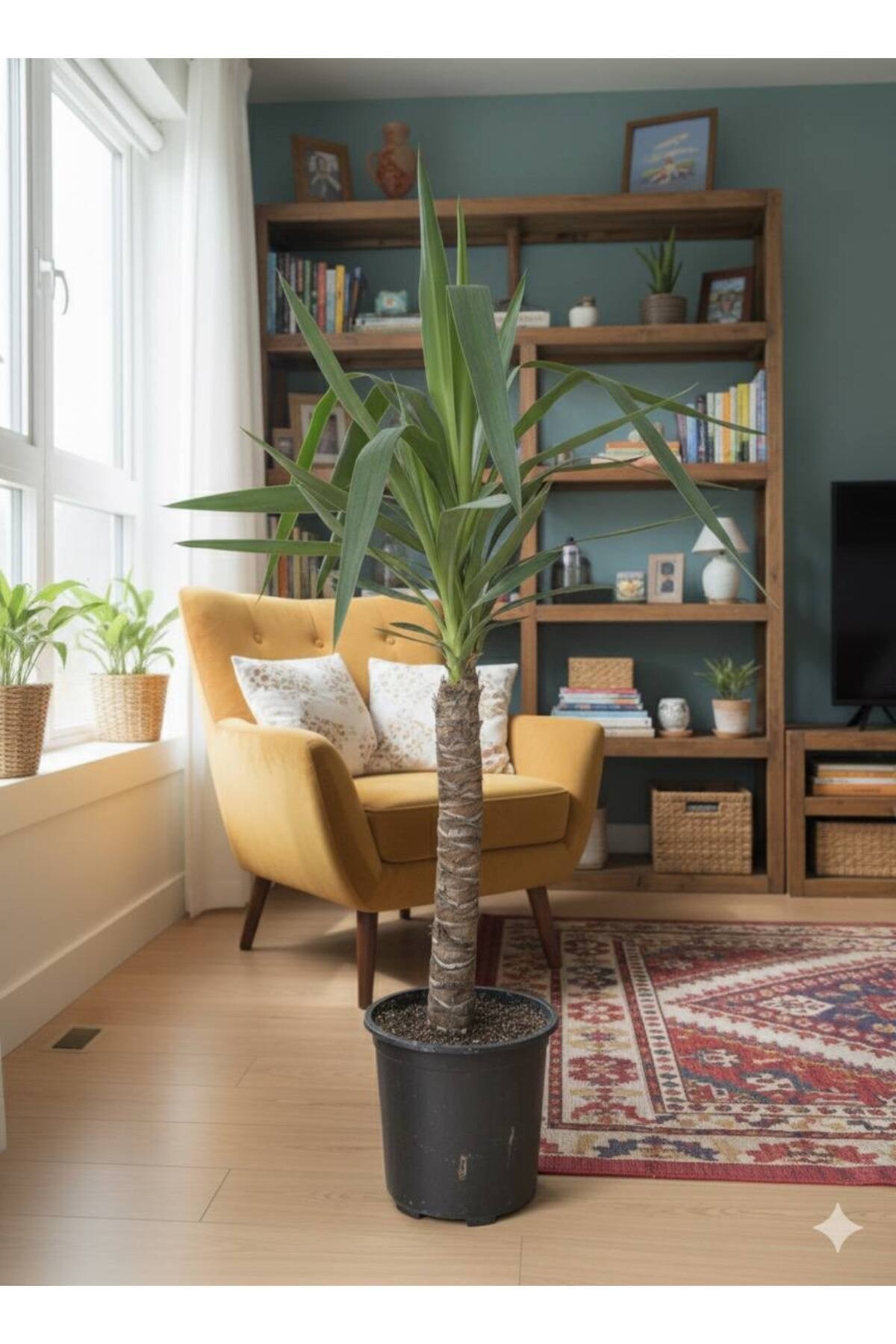 Dracaena Marginata Ejder Ağacı - Madagaskar Dragon Ağacı Tek Gövde 110 cm