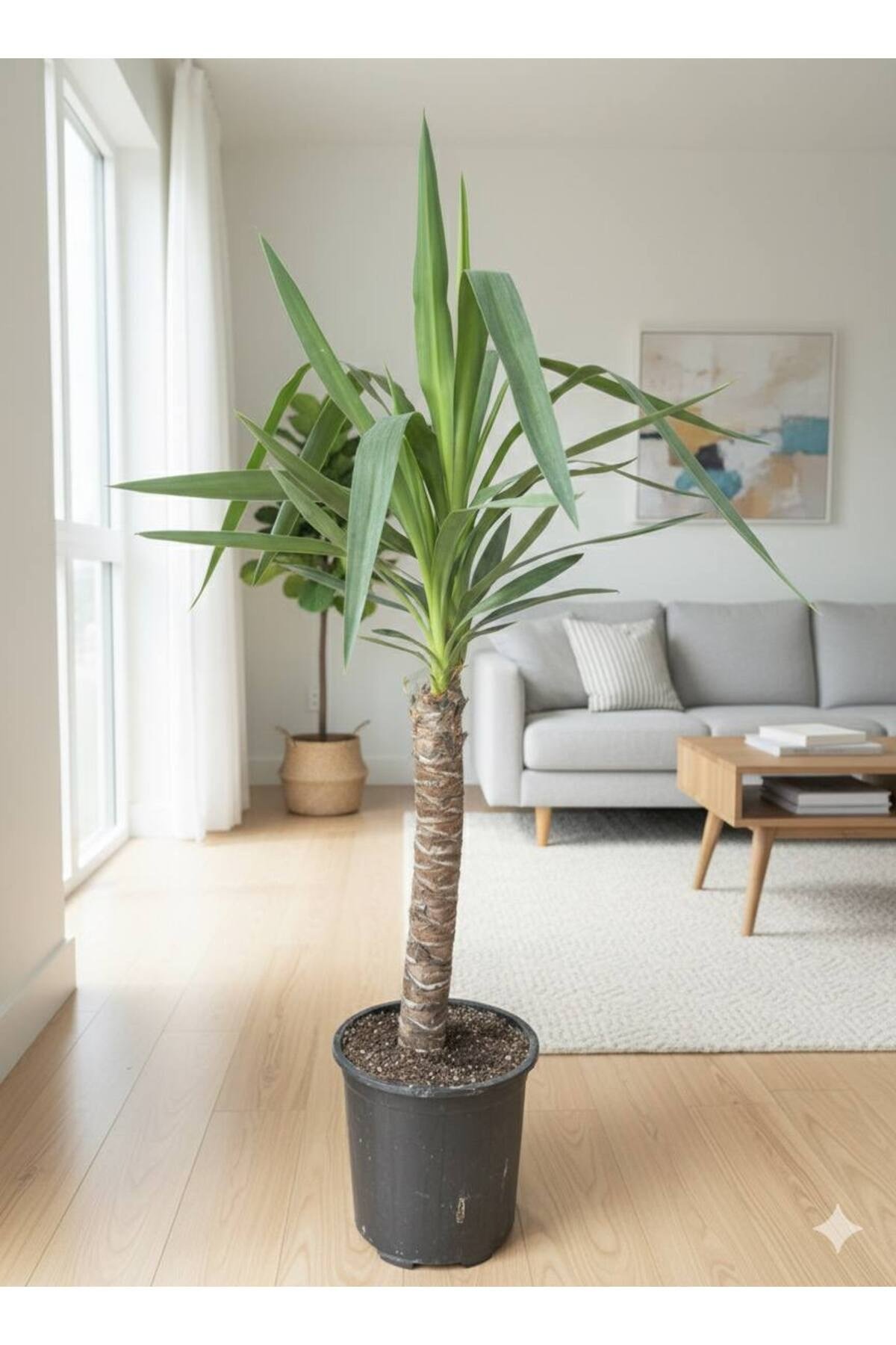 Dracaena Marginata Ejder Ağacı - Madagaskar Dragon Ağacı Tek Gövde 110 cm