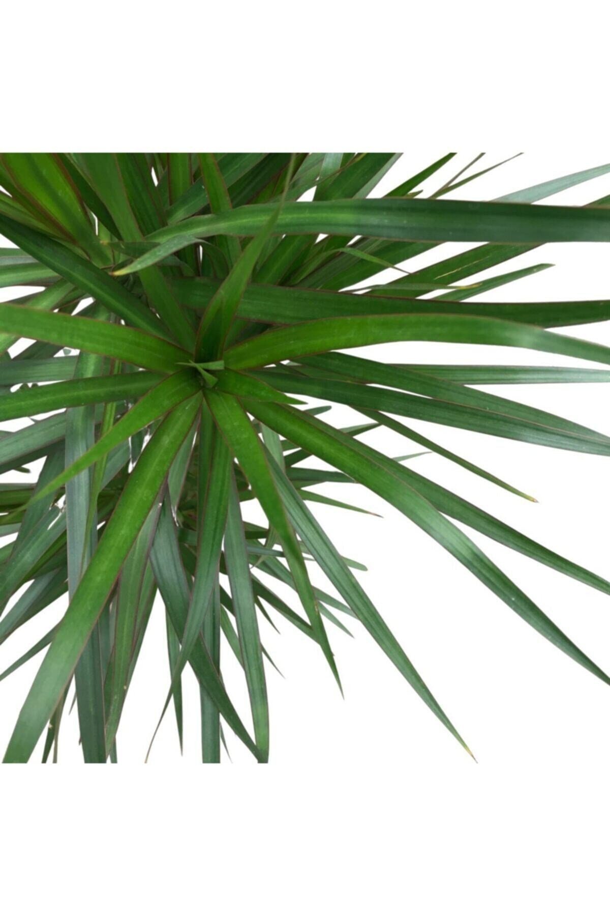 Dracaena Marginata - Ev Ve Ofis Bitkisi