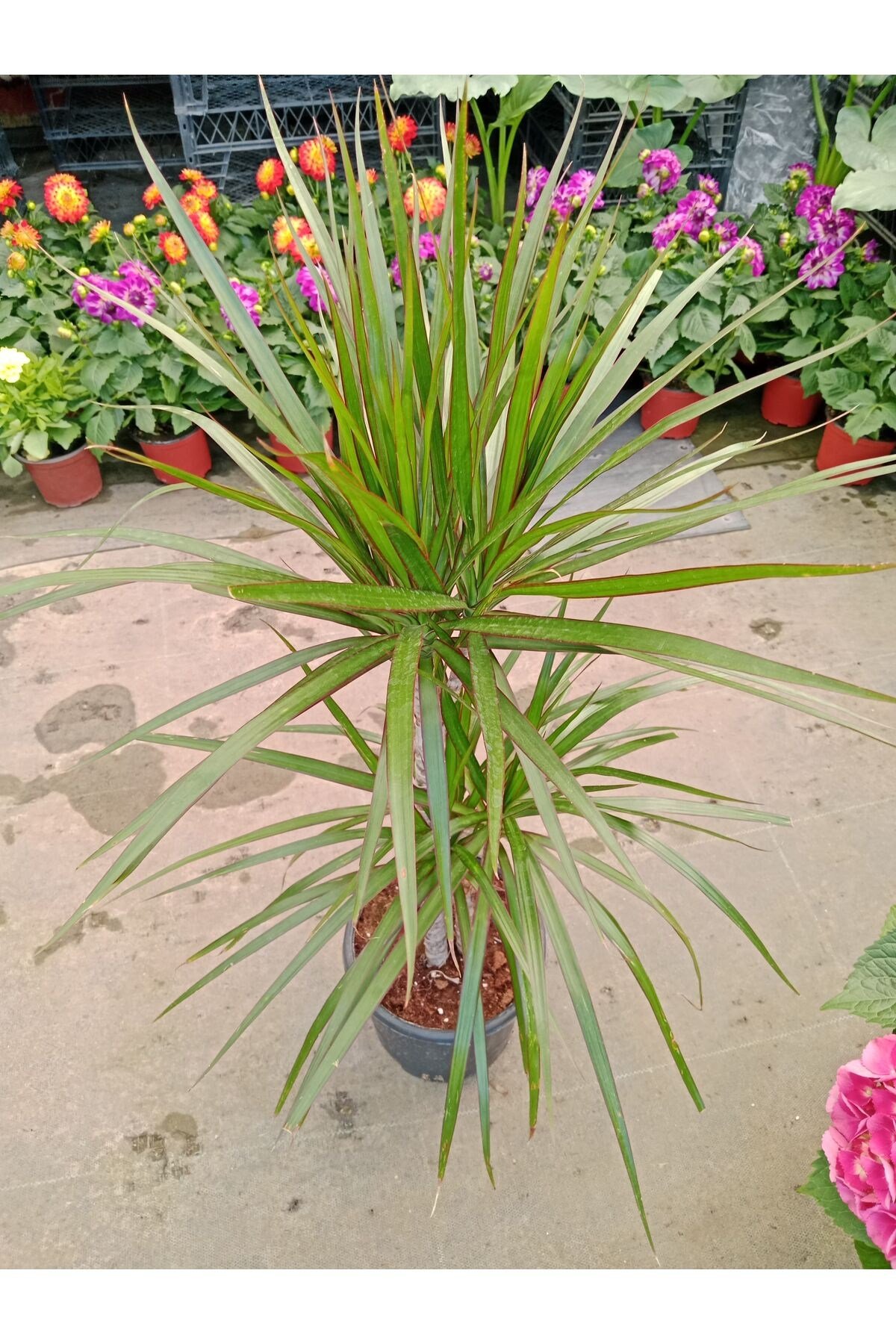 Dracaena Marginata İkili Ev Salon Ofis Bitkisi 1 mt 1.20 mt Boy
