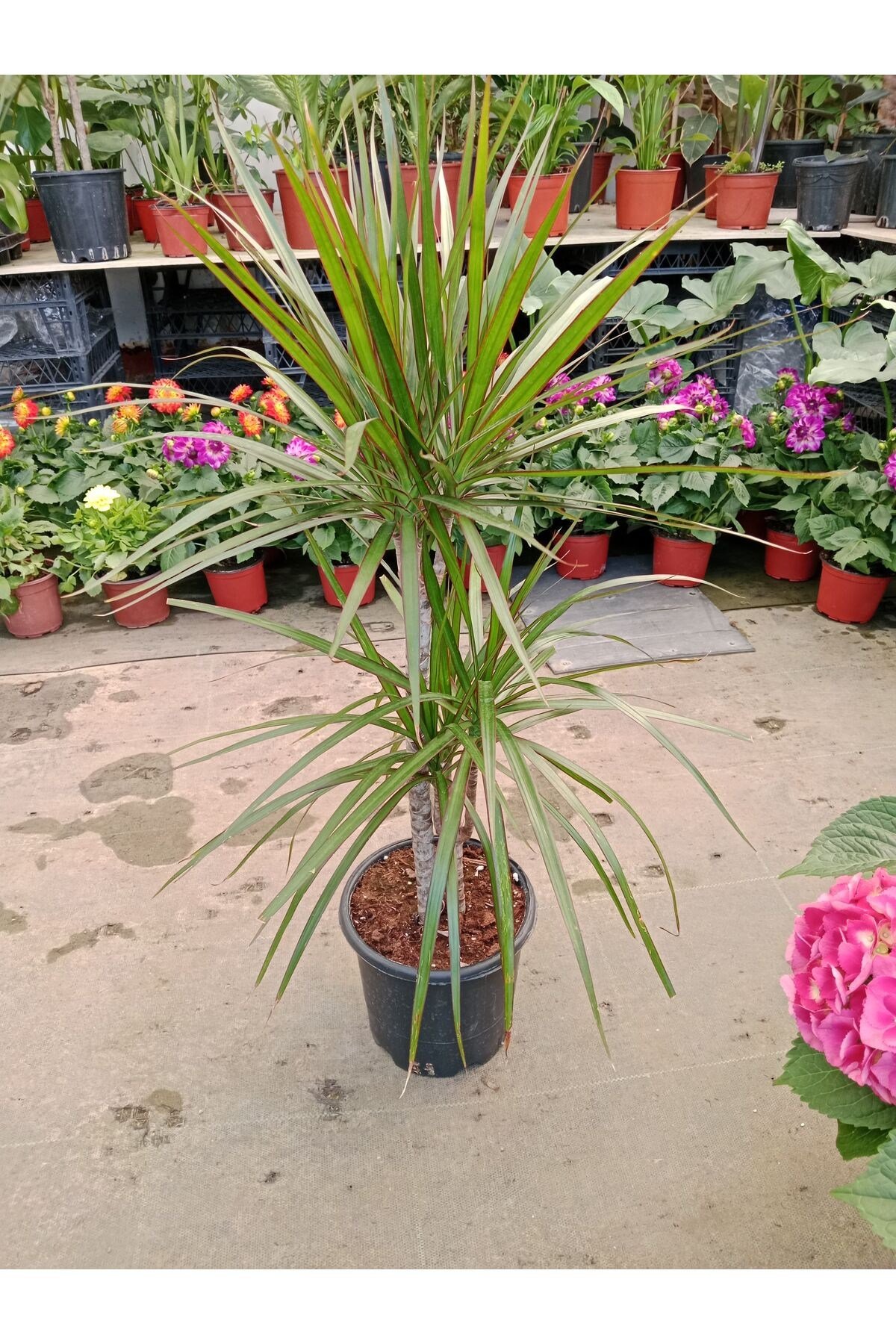 Dracaena Marginata İkili Ev Salon Ofis Bitkisi 1 mt 1.20 mt Boy