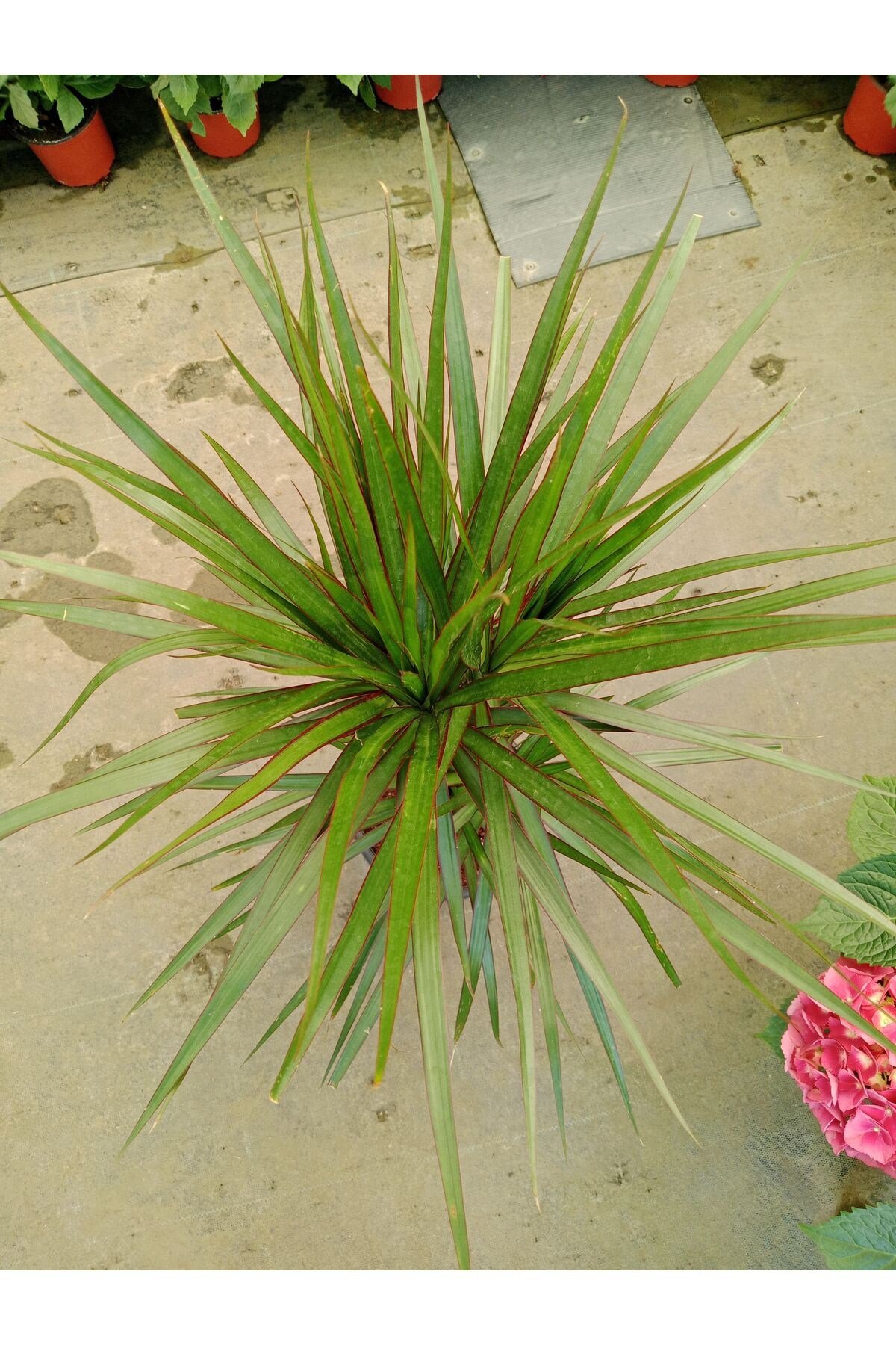 Dracaena Marginata İkili Ev Salon Ofis Bitkisi 1 mt 1.20 mt Boy