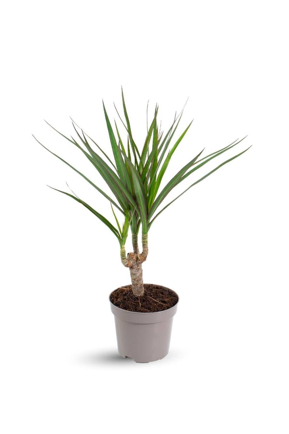 Dracaena Marginata (ithal) 10,5cm Ø