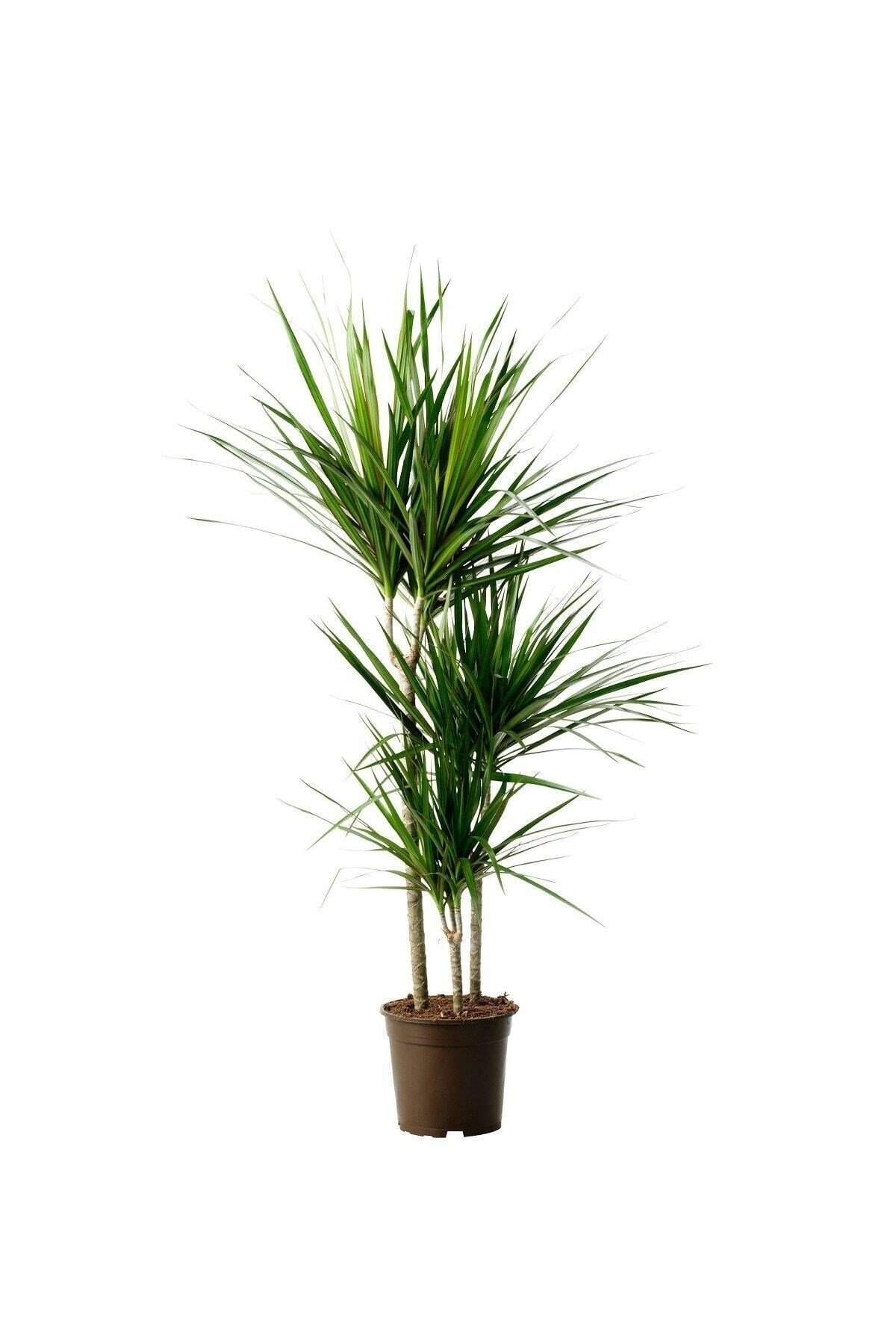 Dracaena Marginata - Madagaskar Ağacı 3 Gövdeli