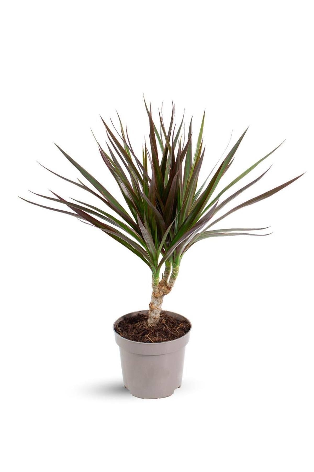 Dracaena Marginata Magenta (ıthal) 10,5cm Ø