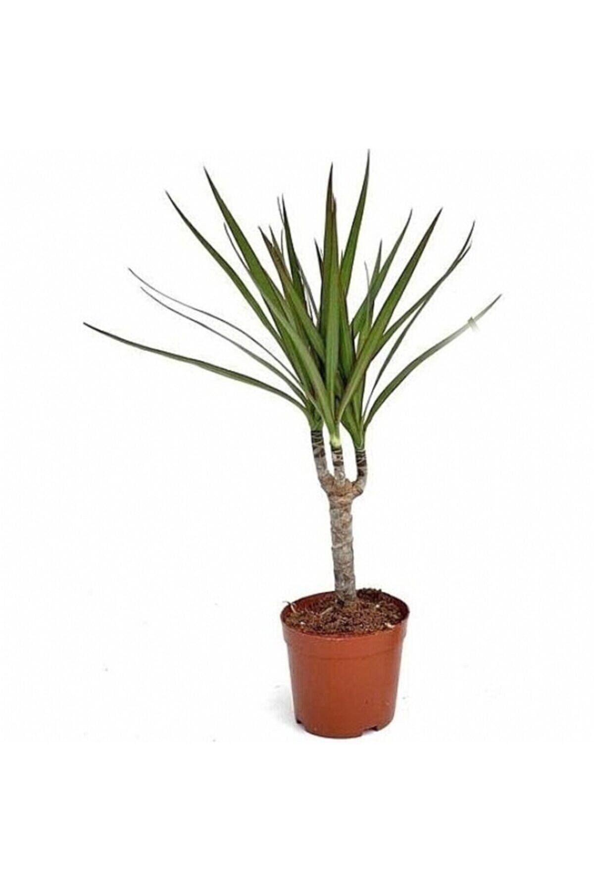 Dracaena Marginata Tek Gövdeli 30 Cm