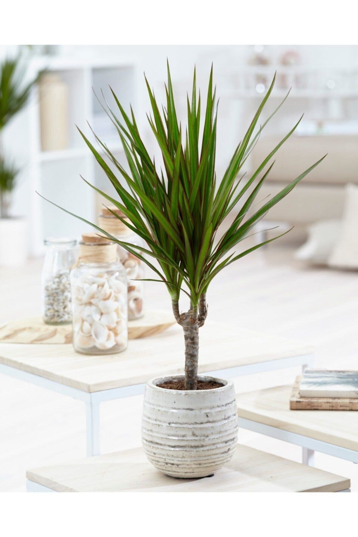 Dracaena Marginata Tek Köklü Hediyelik 1.kalite Salon Bitkisi