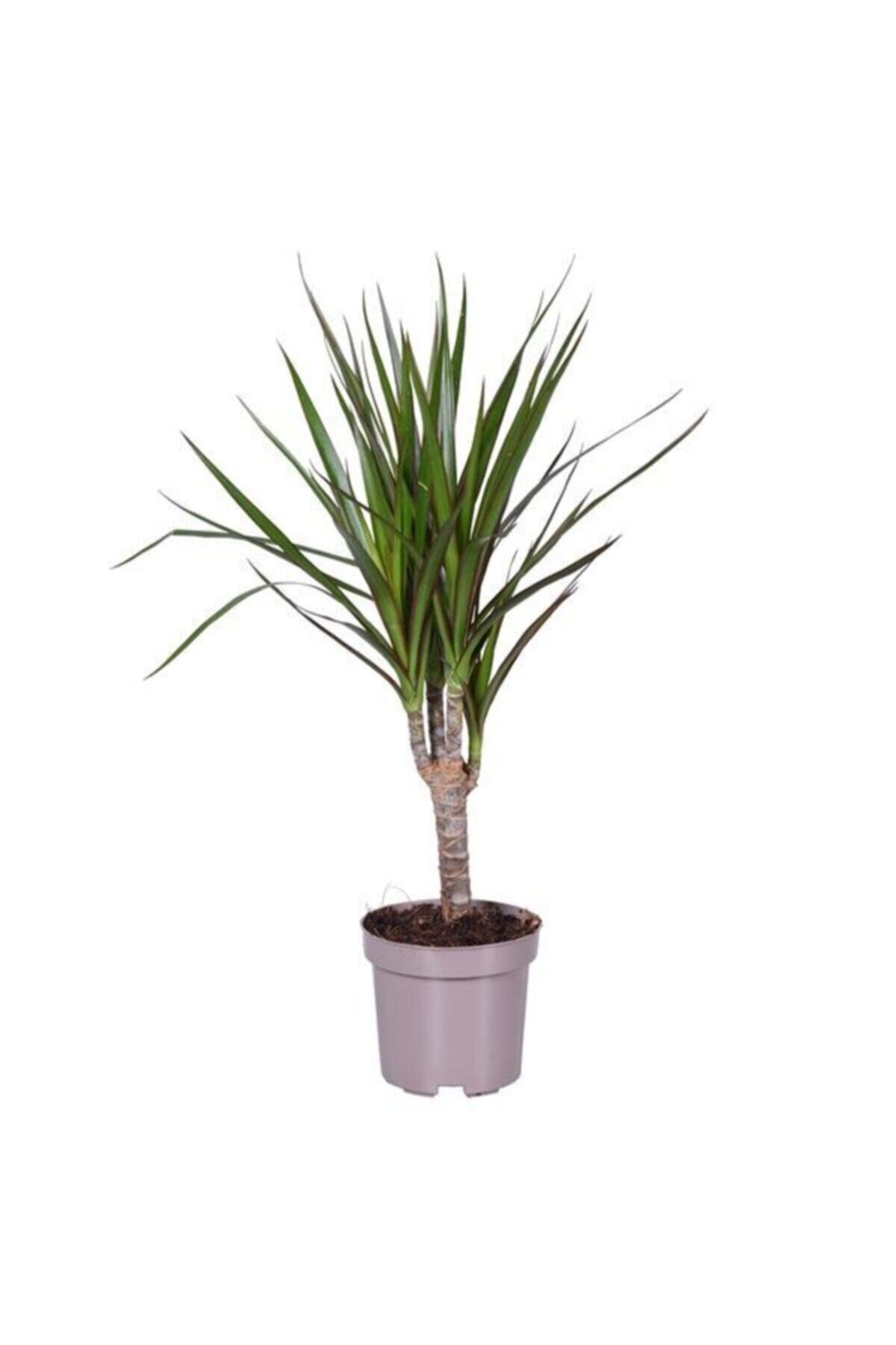 Dracaena Marginata Tek Köklü Hediyelik 1.kalite Salon Bitkisi