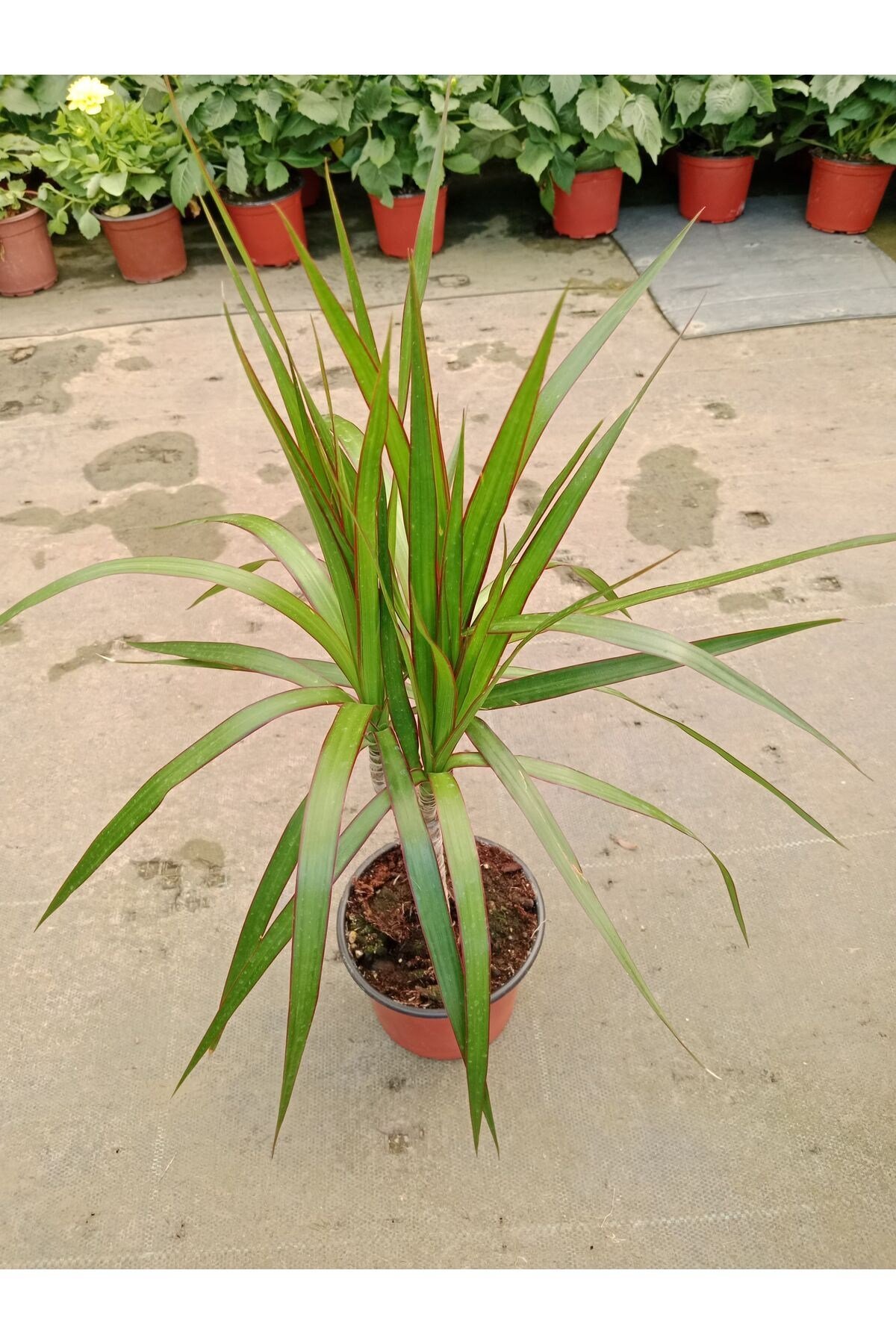Dracaena Marginata Tekli Ev Salon Ofis Bitkisi 30- 40 cm