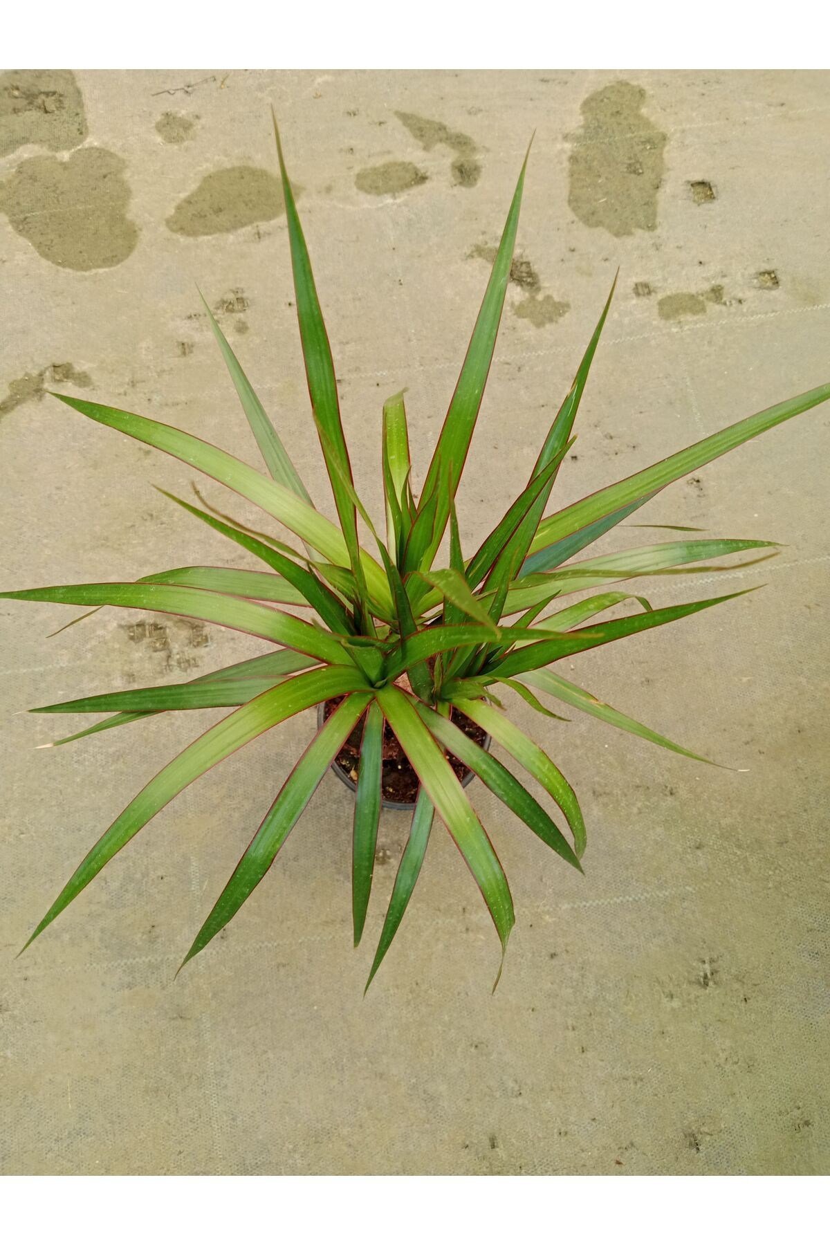 Dracaena Marginata Tekli Ev Salon Ofis Bitkisi 30- 40 cm