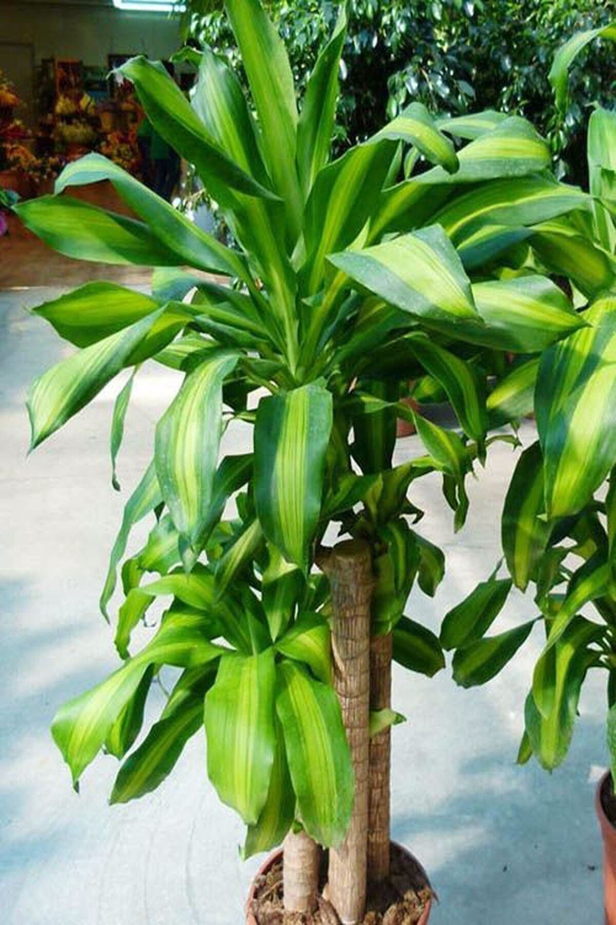 Dracaena Massengena 120 3 Gövdeli