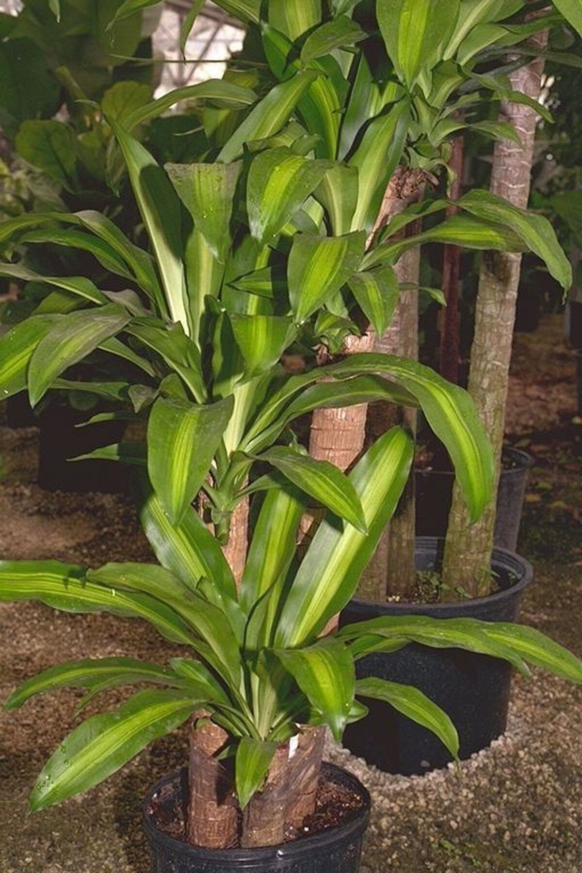 Dracaena Massengena 120 3 Gövdeli
