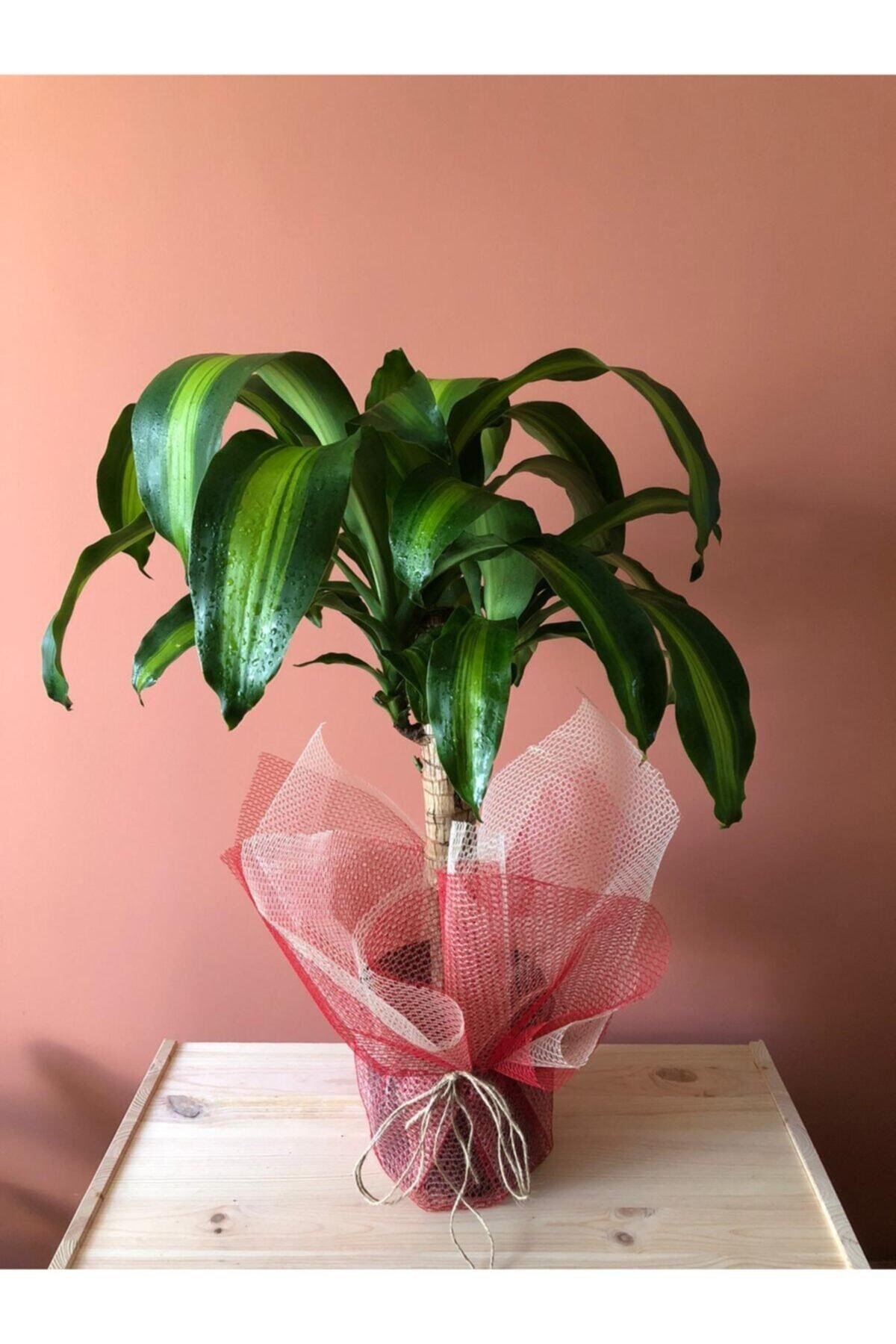 Dracaena Massengena 70-90 Cm Tek Gövdeli