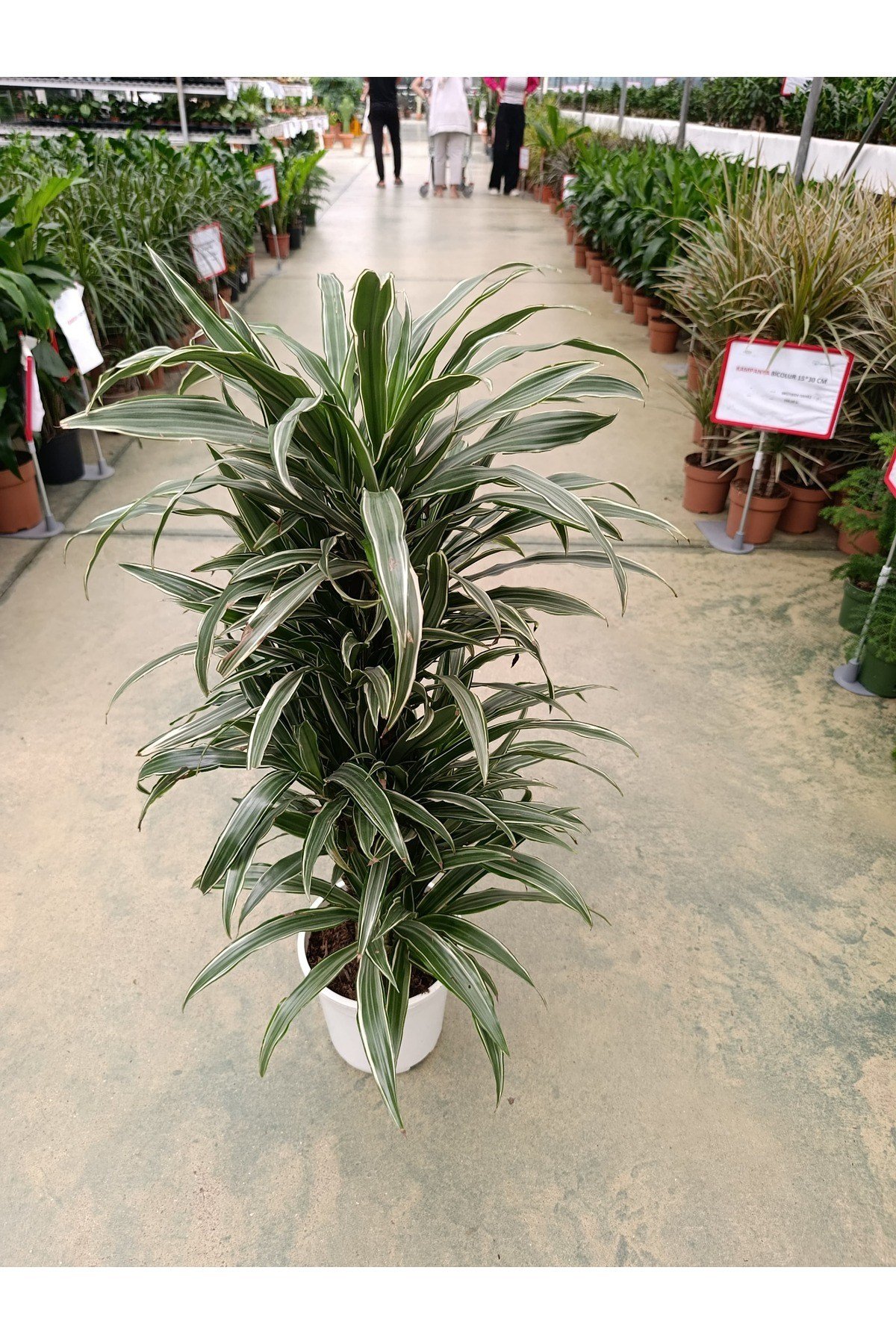 Dracaena Warnecki 8-10 Köklü Bitki