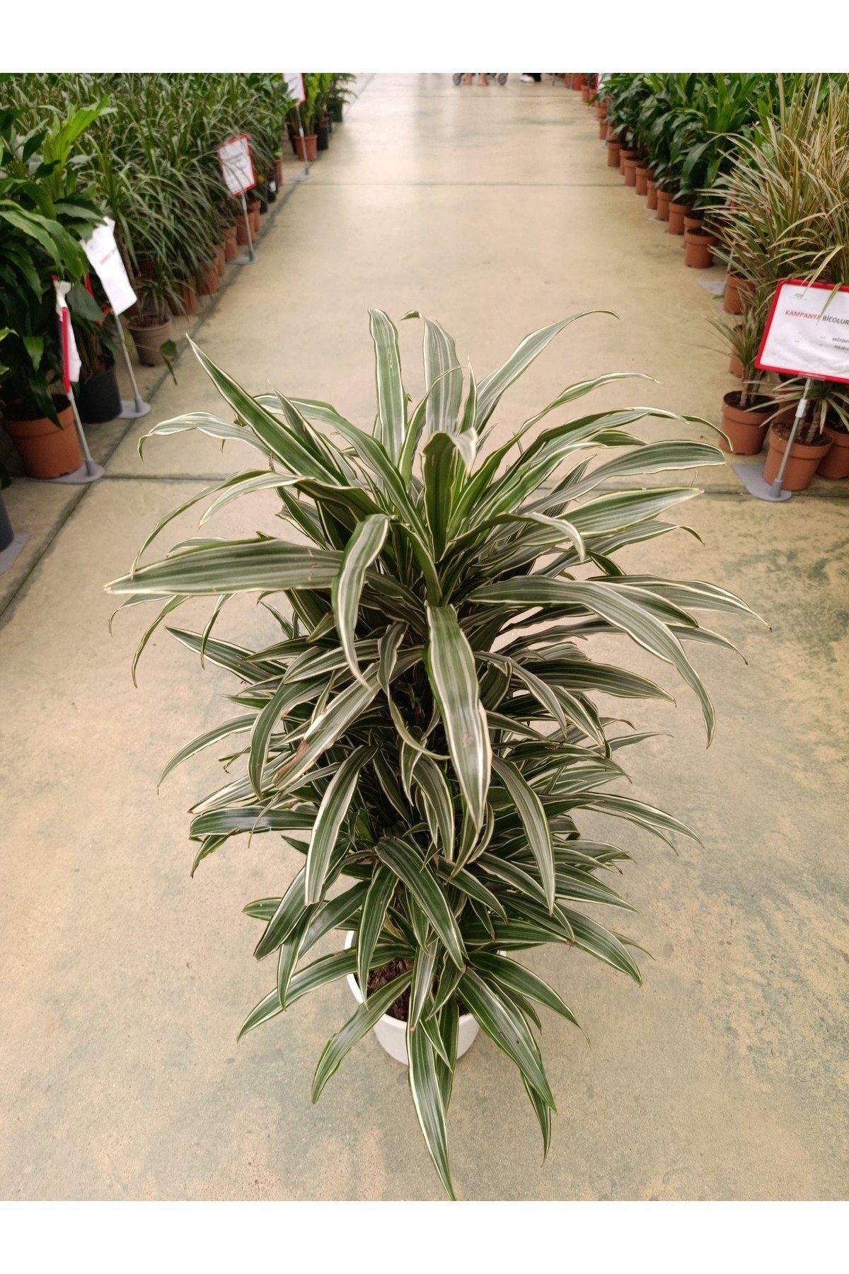 Dracaena Warnecki 8-10 Köklü Bitki