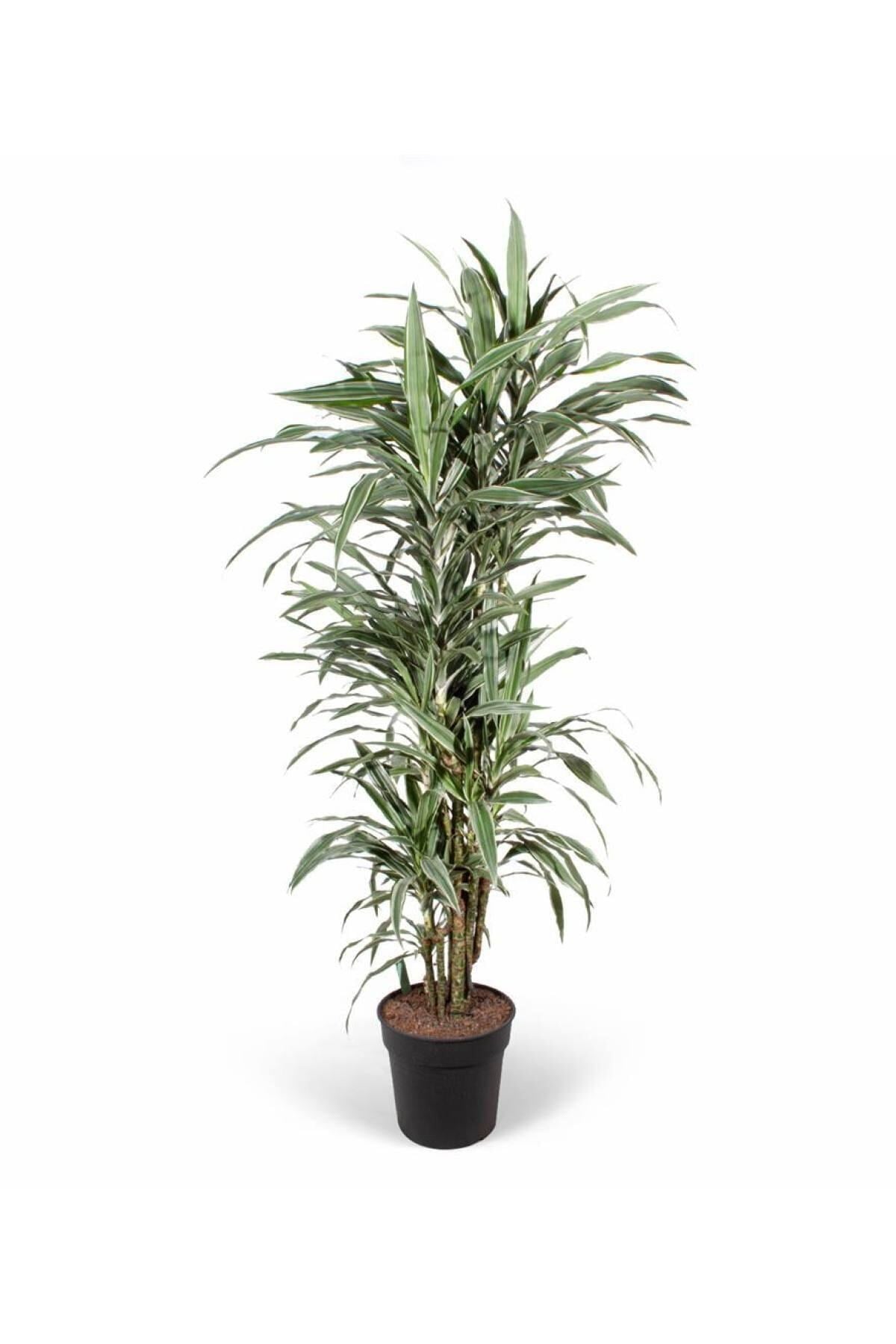Dracaena Warneckii (ithal) 24cm Ø H:170