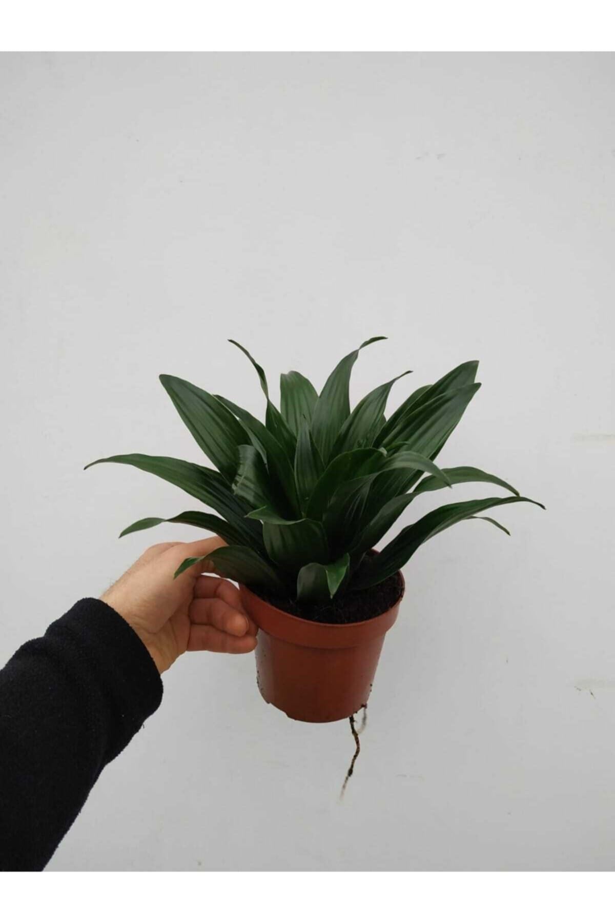 Dracana Compacta