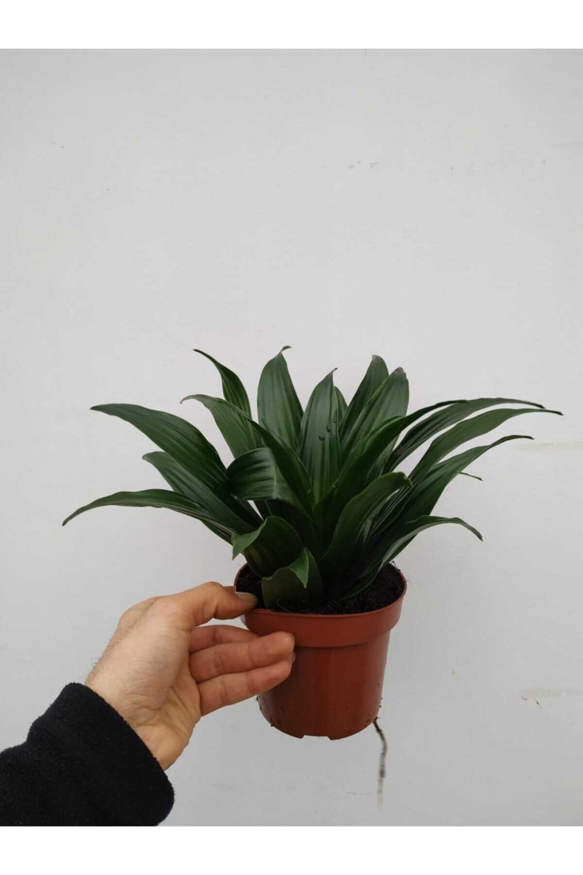 Dracana Compacta
