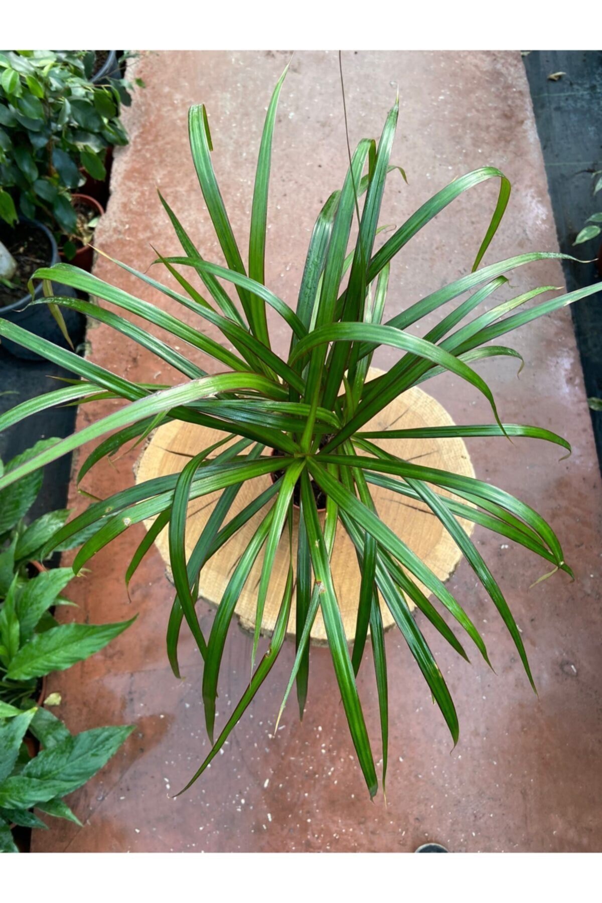 Draceana Marginata Tek Gövdeli