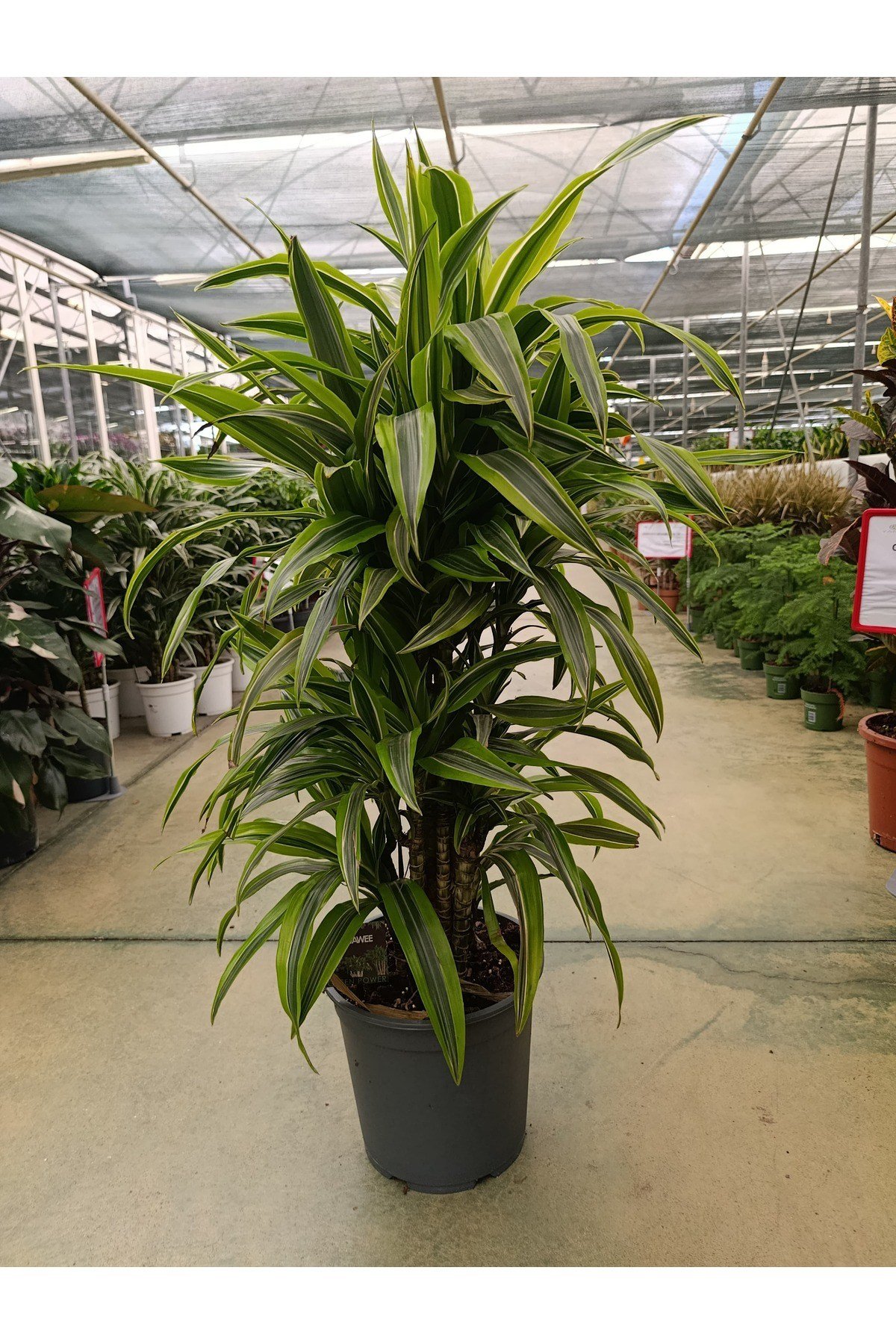 Dracena Lemon Lime - Alacalı Drasenya Bitkisi