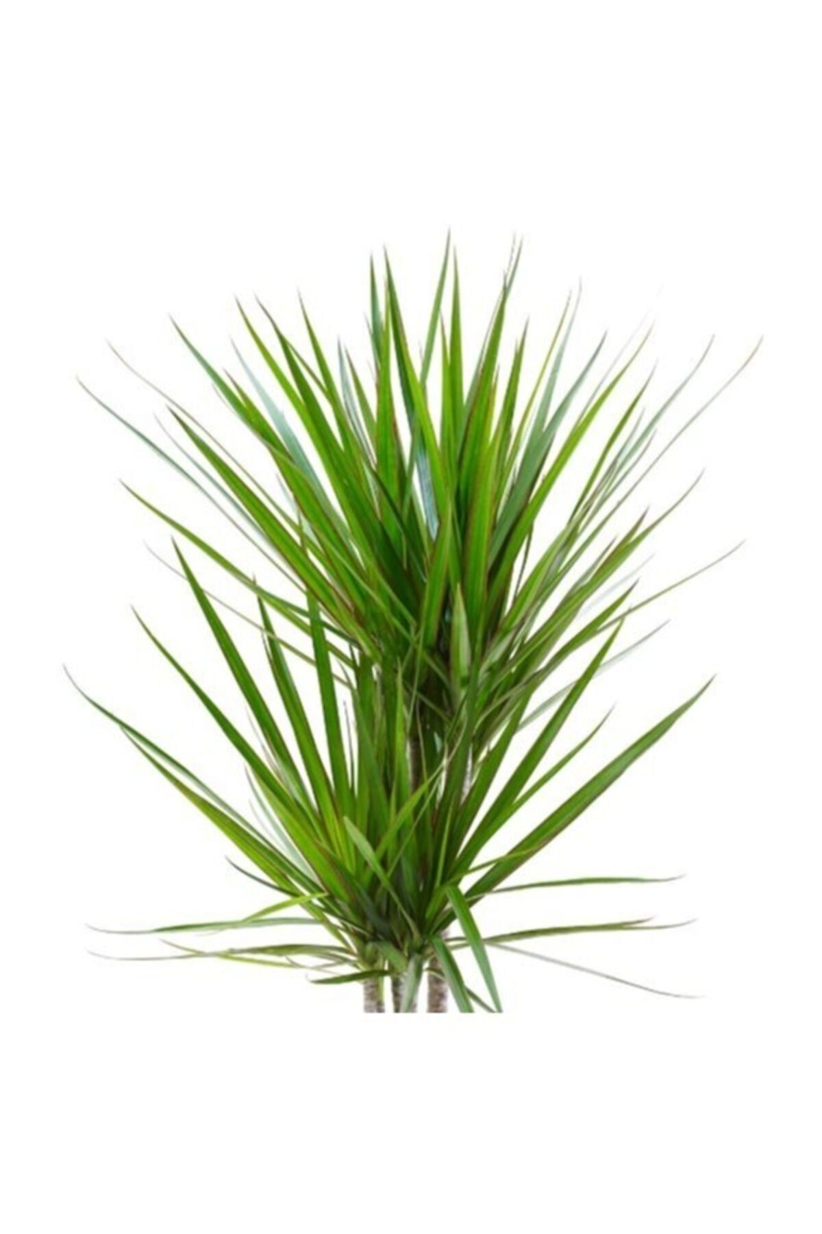 Dracena Marginata 2'li 100cm Ø