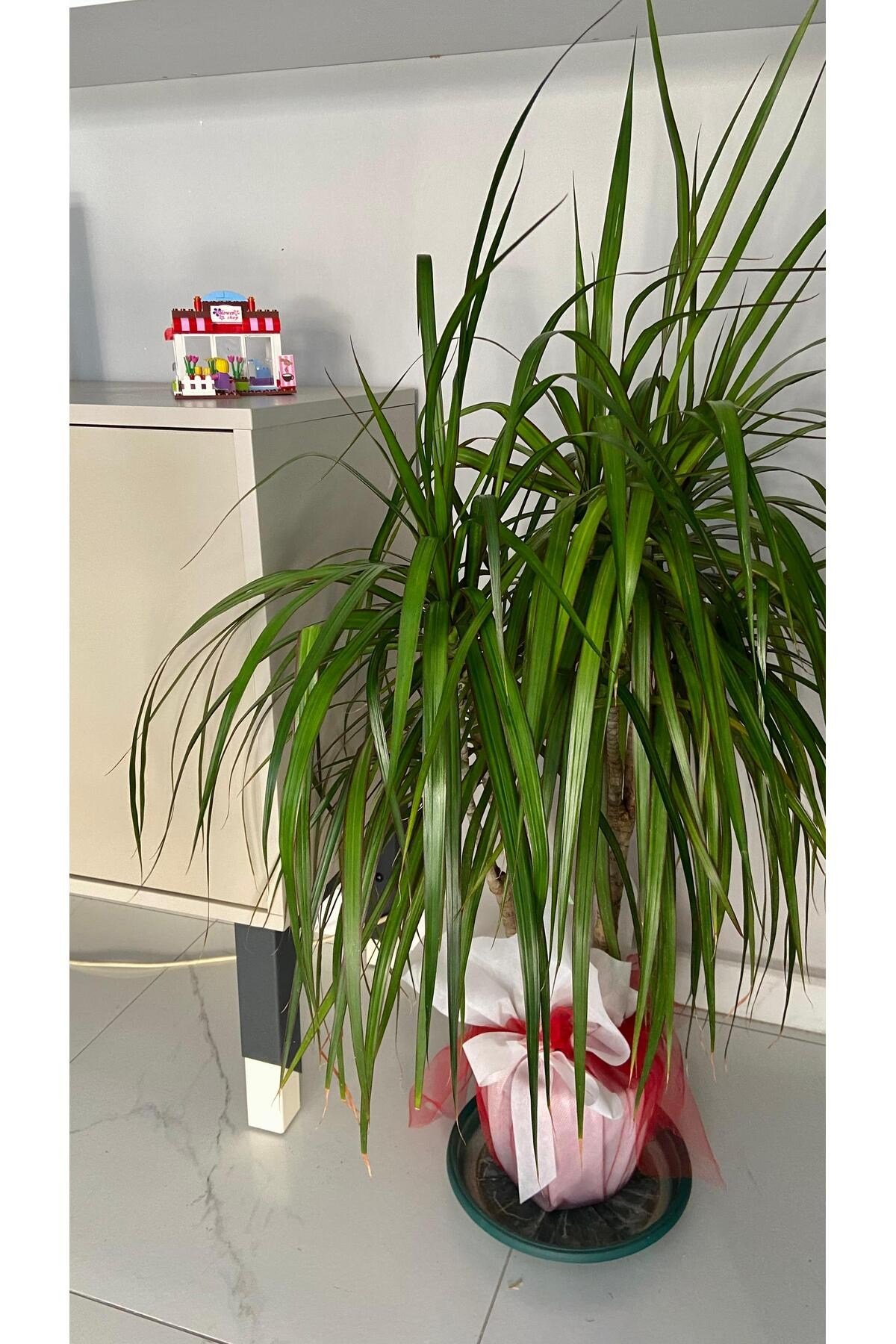 Dracena Marginata