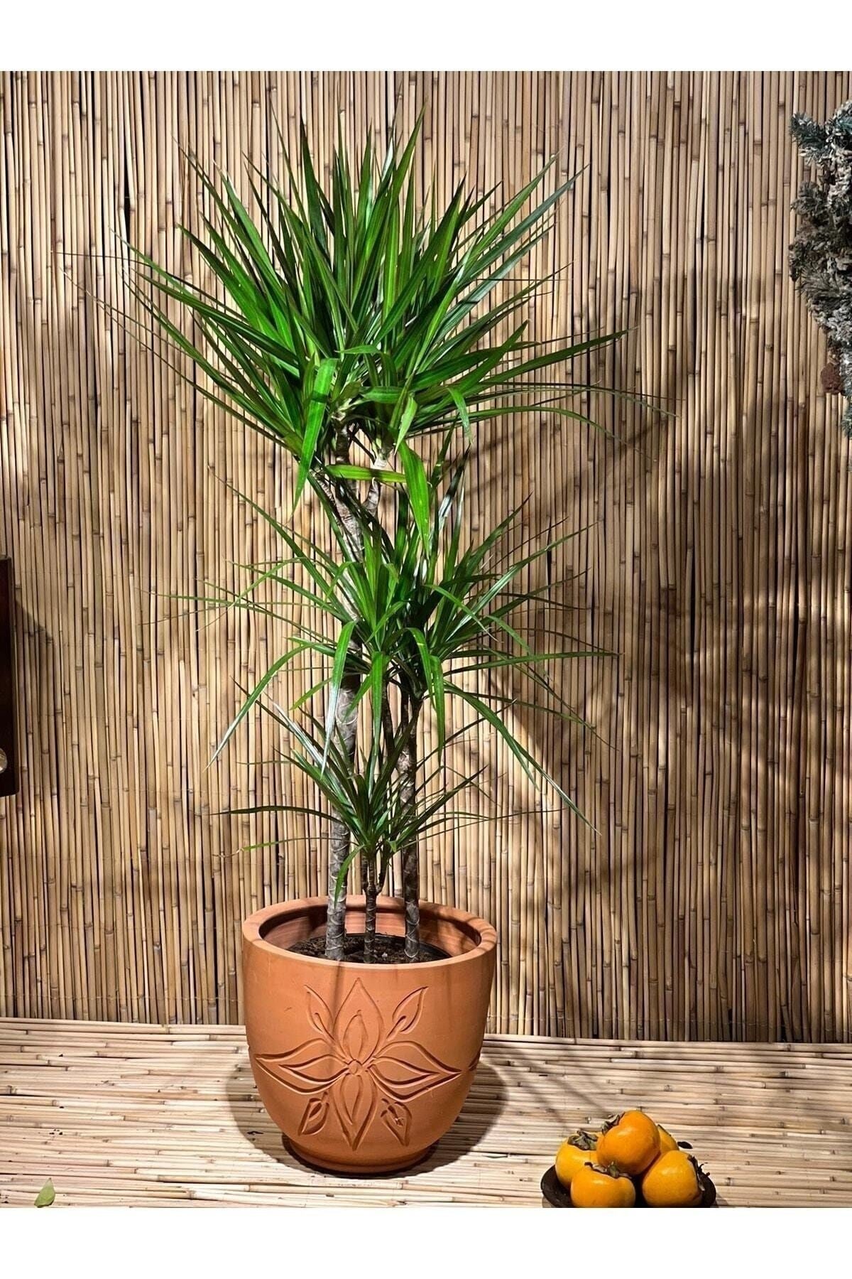 Dracena Marginata 3 Gövdeli 100 Cm Salon, Ev, Ofis Bitkisi