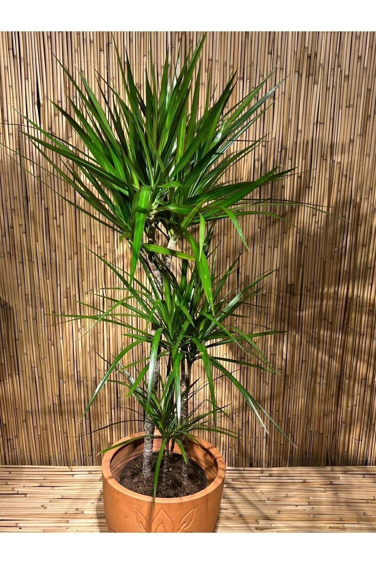 Dracena Marginata 3 Gövdeli 100 Cm Salon, Ev, Ofis Bitkisi
